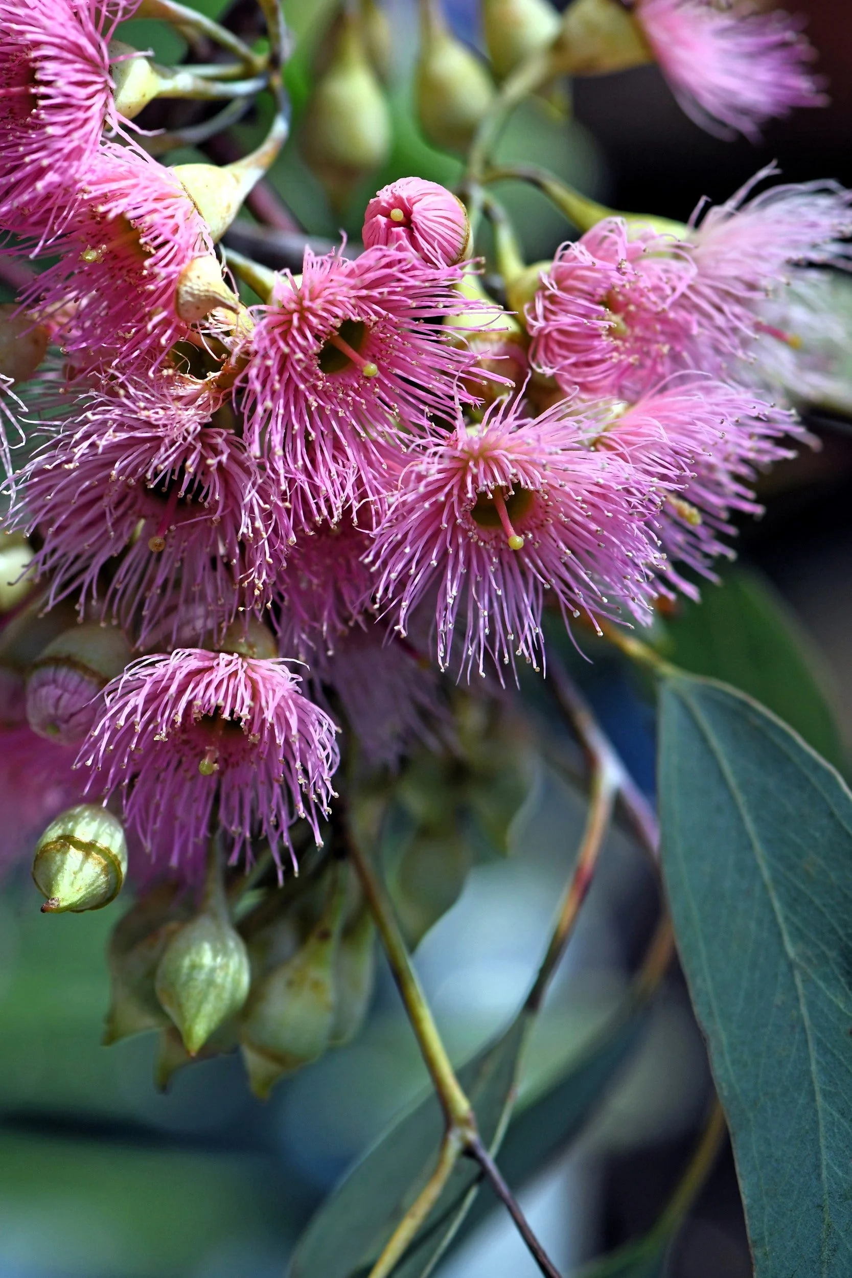 50 RED FLOWERING EUCALYPTUS Sideroxylon Mugga Ironbark Tree Seeds - Image 2