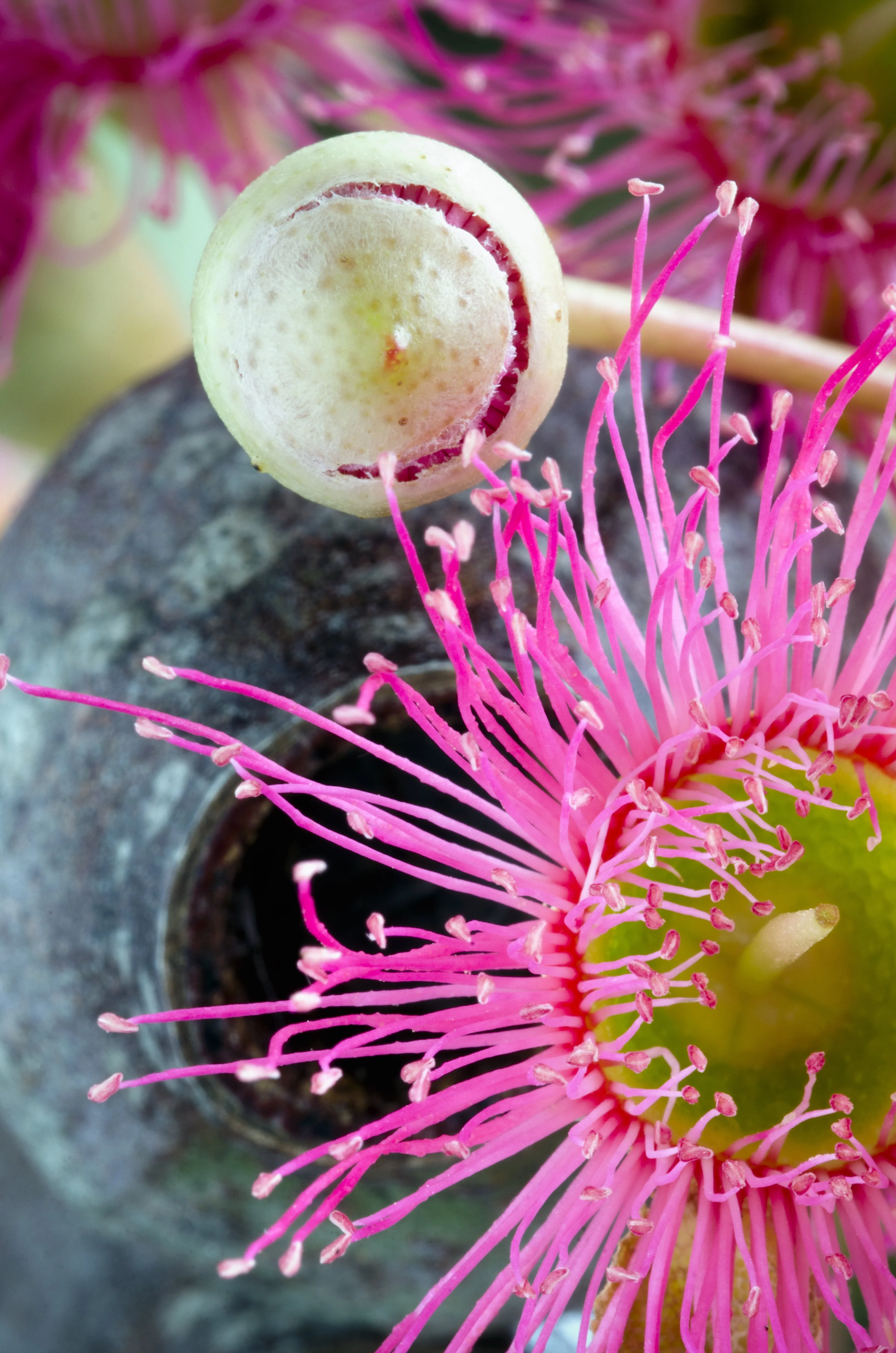 50 RED FLOWERING EUCALYPTUS Sideroxylon Mugga Ironbark Tree Seeds - Image 4