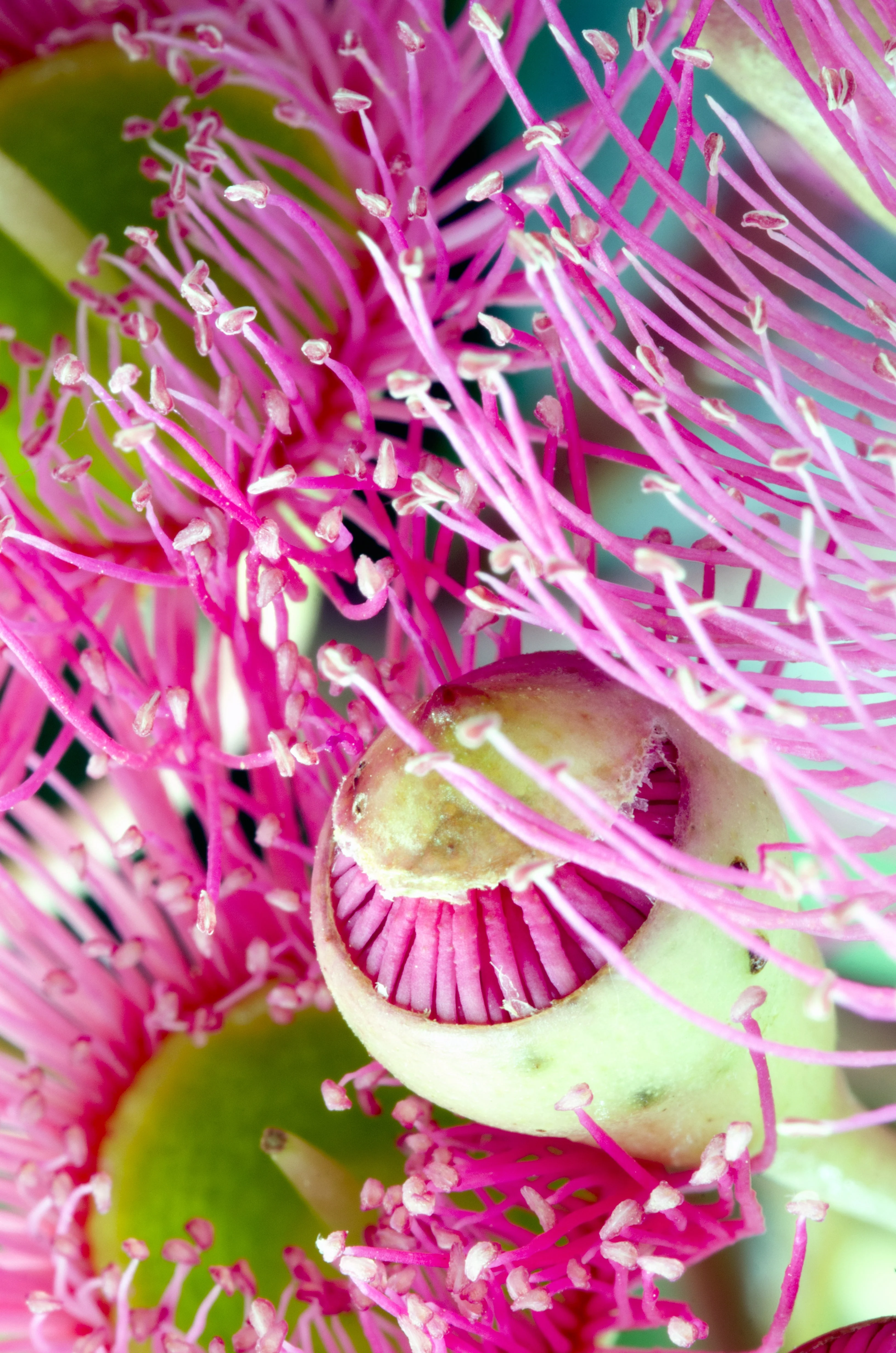 50 RED FLOWERING EUCALYPTUS Sideroxylon Mugga Ironbark Tree Seeds - Image 5