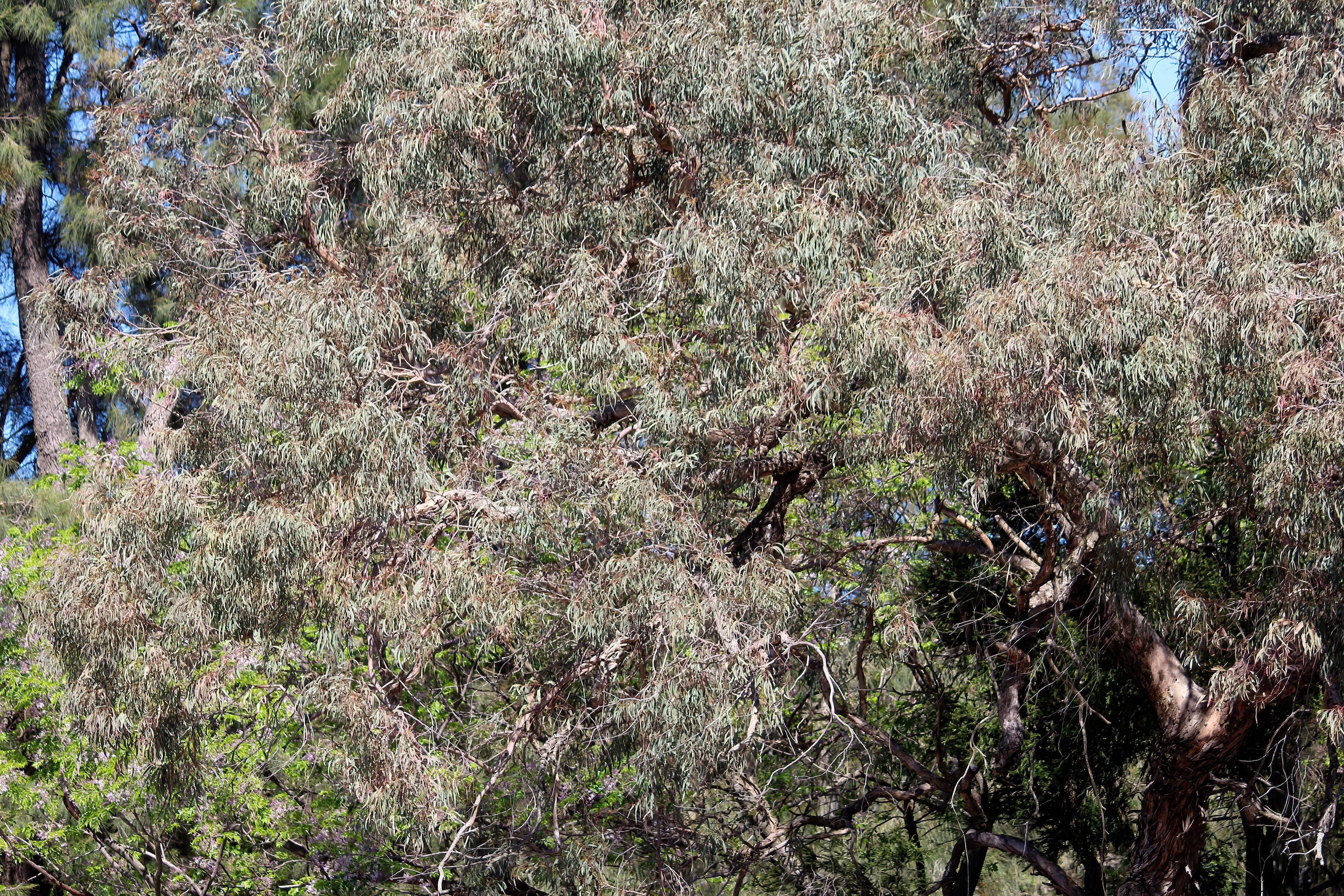 50 RED FLOWERING EUCALYPTUS Sideroxylon Mugga Ironbark Tree Seeds - Image 7