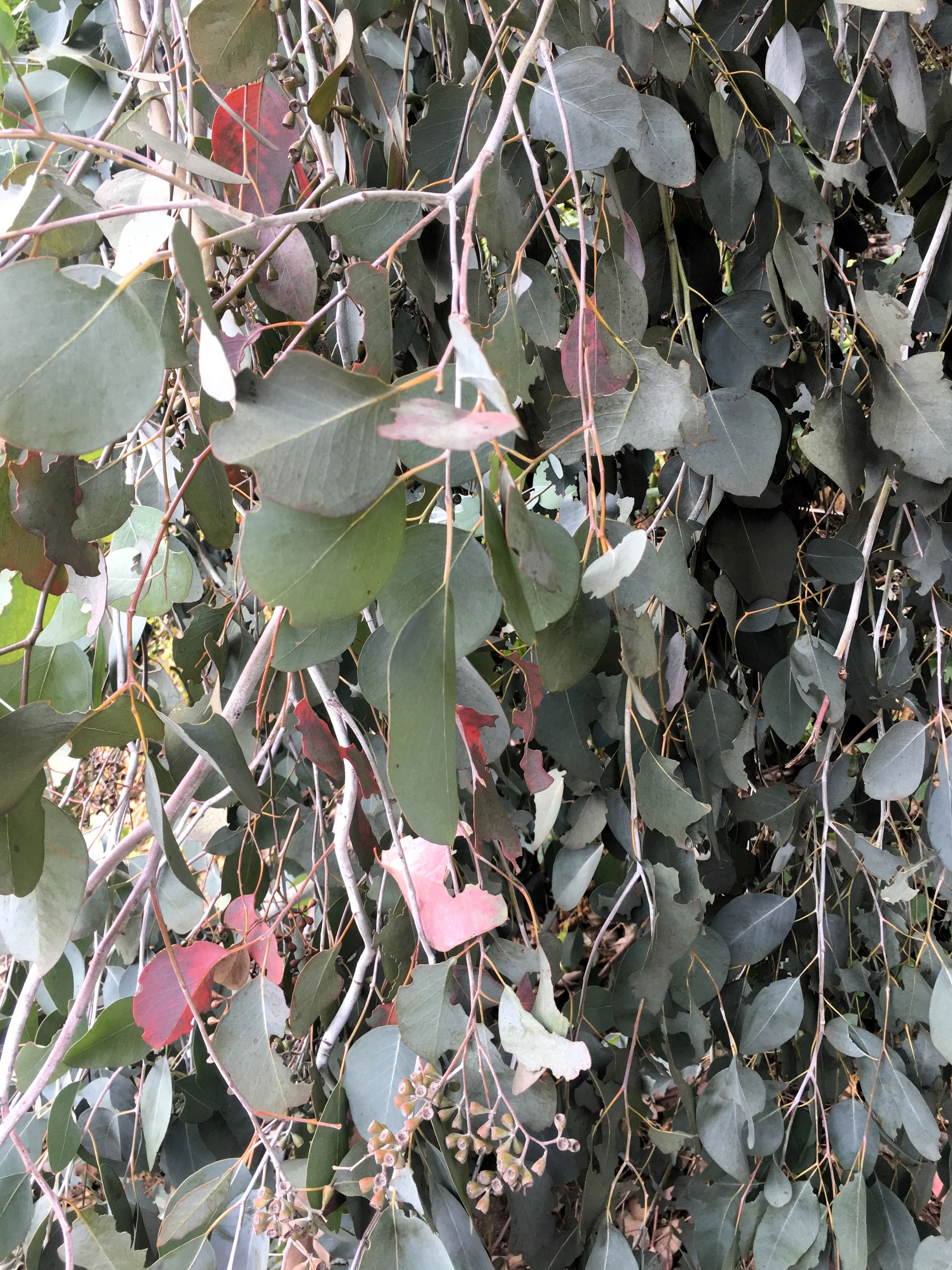 50 RED FLOWERING EUCALYPTUS Sideroxylon Mugga Ironbark Tree Seeds - Image 8