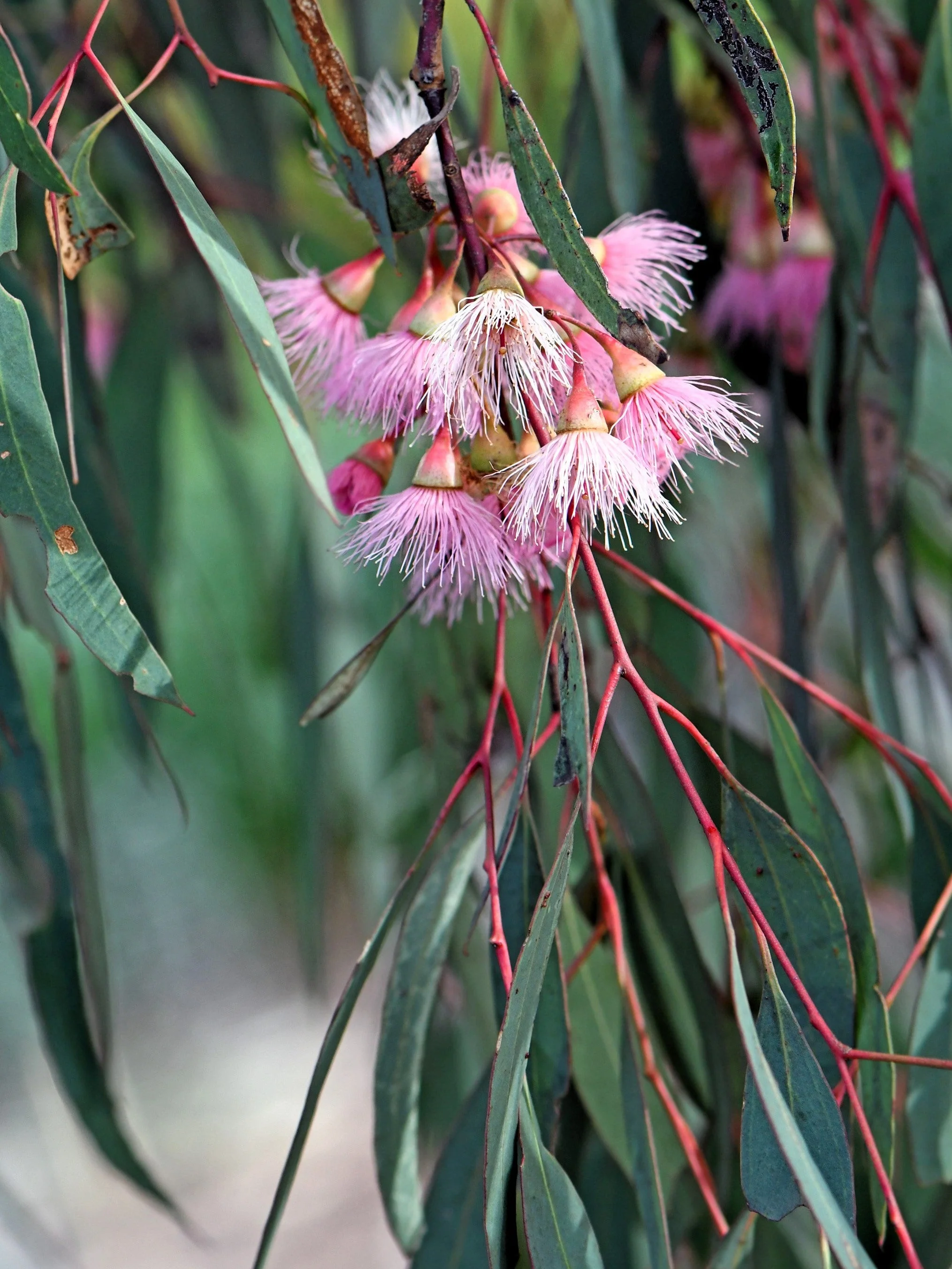 50 RED FLOWERING EUCALYPTUS Sideroxylon Mugga Ironbark Tree Seeds - Image 9