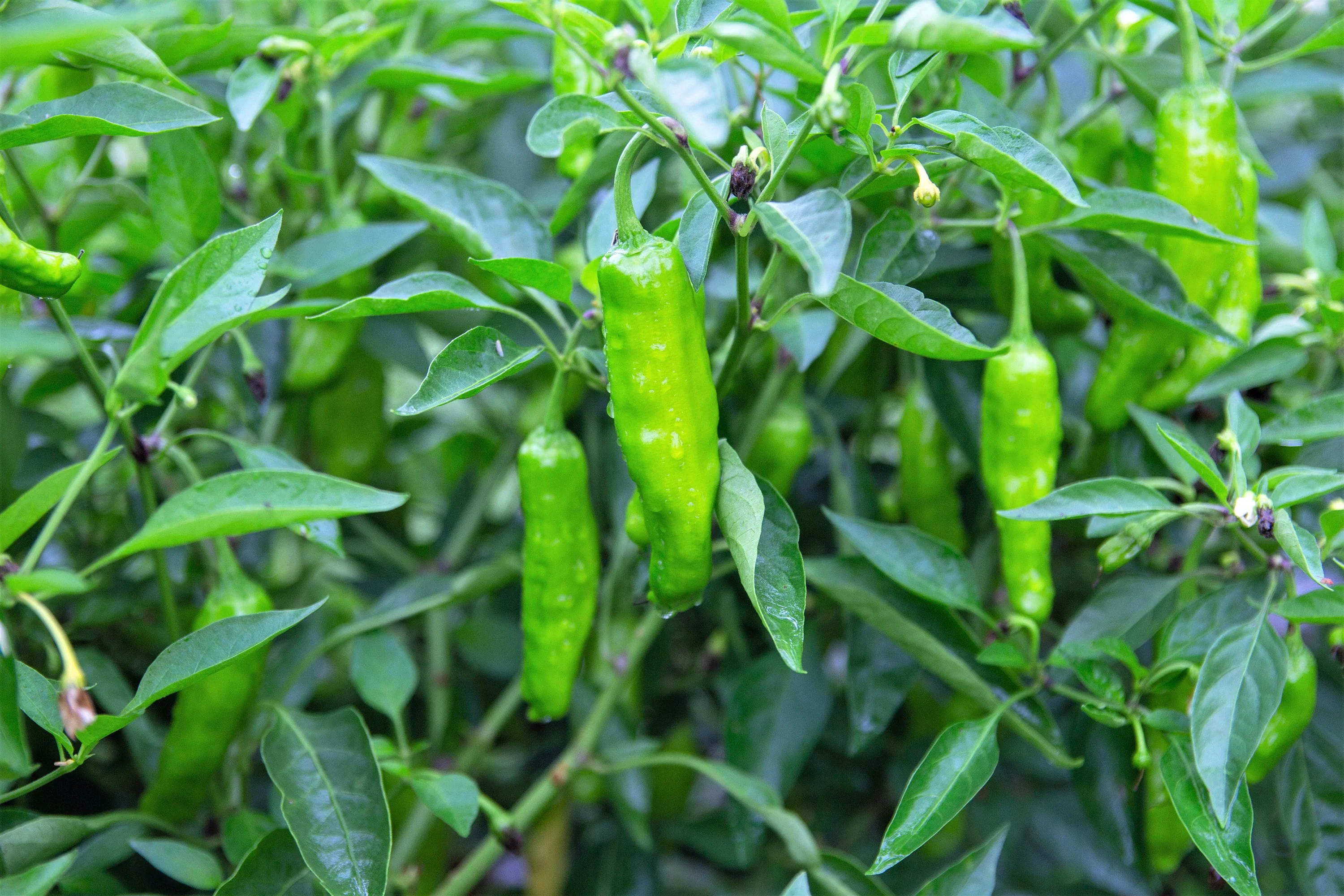 50 SHISHITO PEPPER Green to Red Mild Japanese Chili Capsicum Annuum Vegetable Seeds - Image 3
