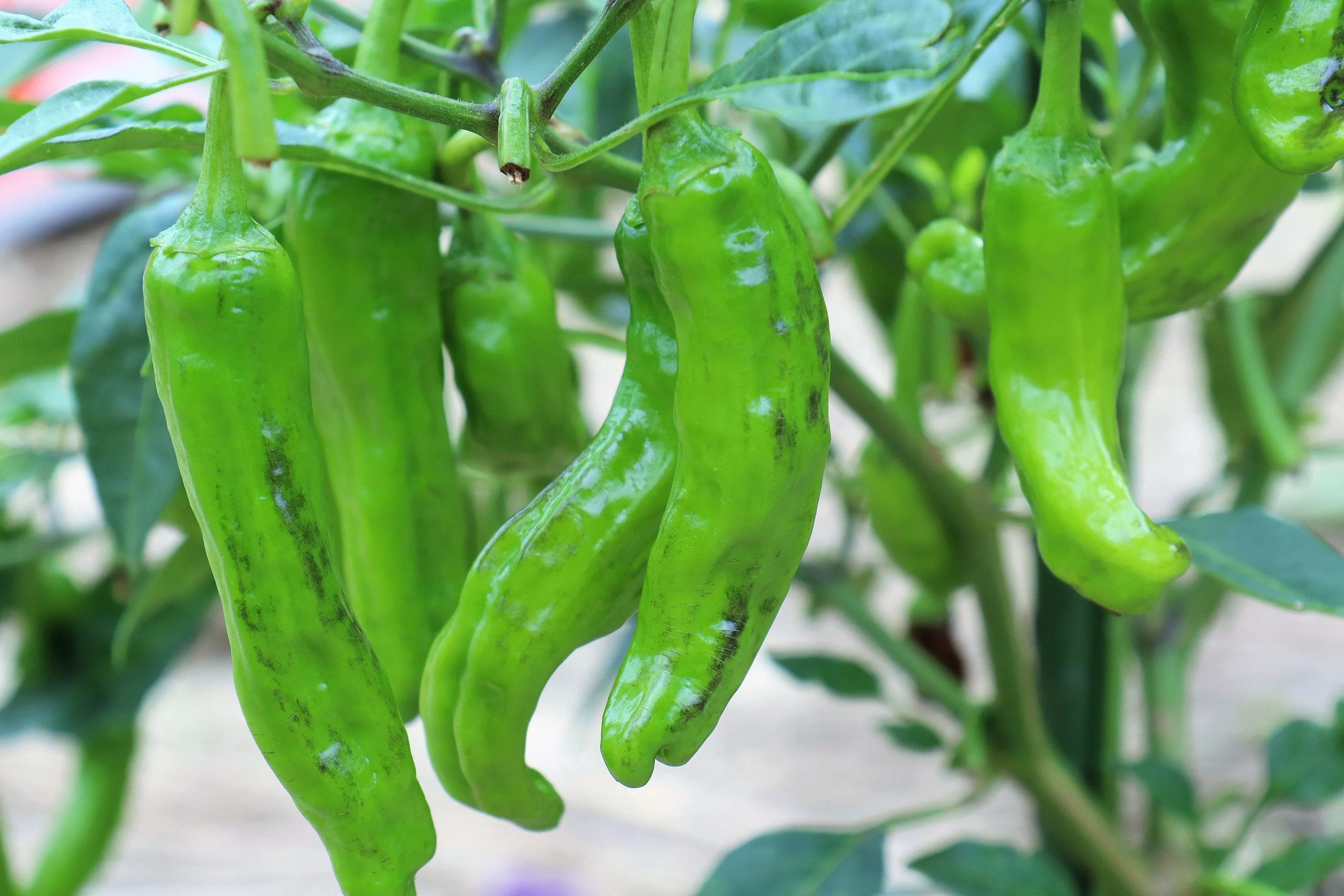 50 SHISHITO PEPPER Green to Red Mild Japanese Chili Capsicum Annuum Vegetable Seeds - Image 4