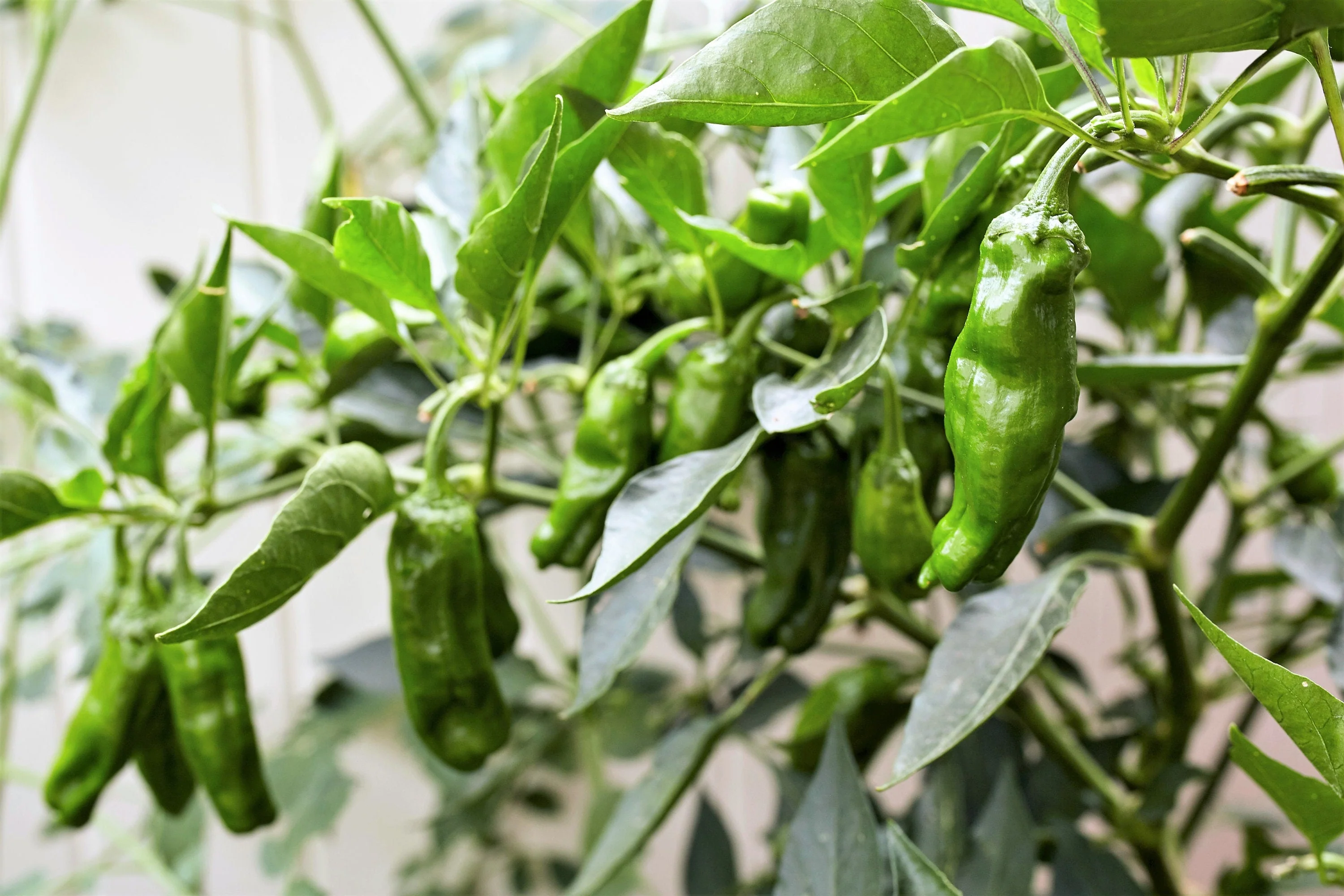 50 SHISHITO PEPPER Green to Red Mild Japanese Chili Capsicum Annuum Vegetable Seeds - Image 5