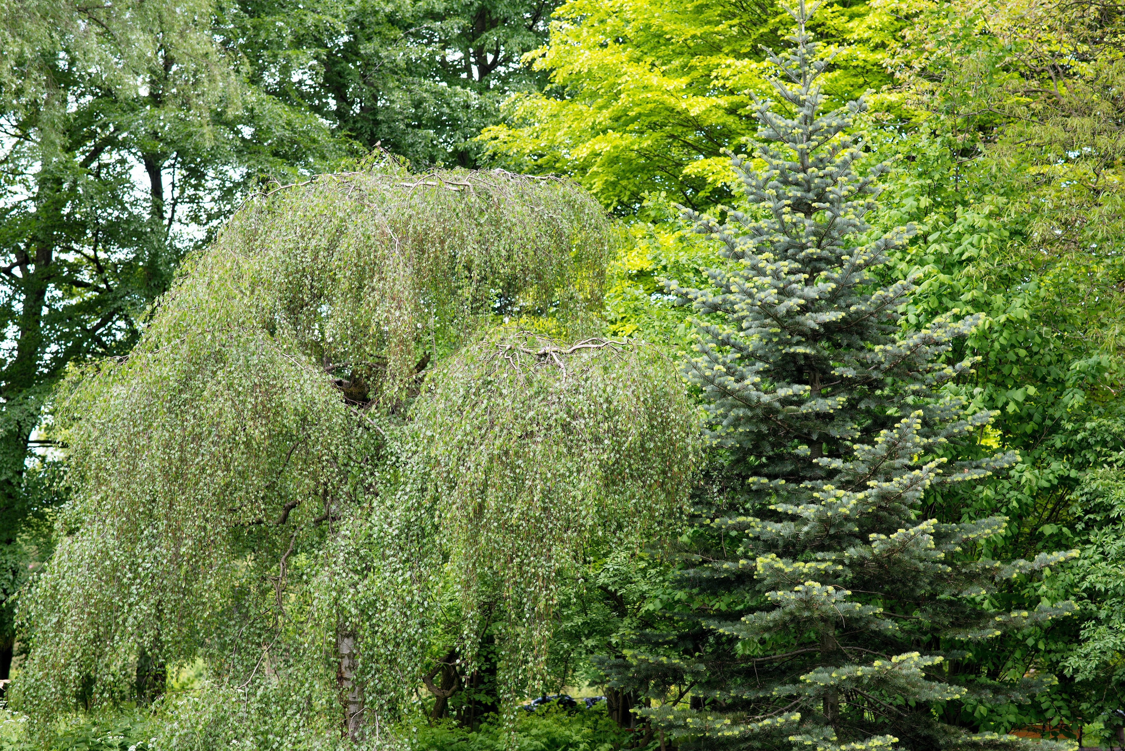 50 SILVER WEEPING BIRCH Tree White European Betula Pendula Alba Seeds - Image 2