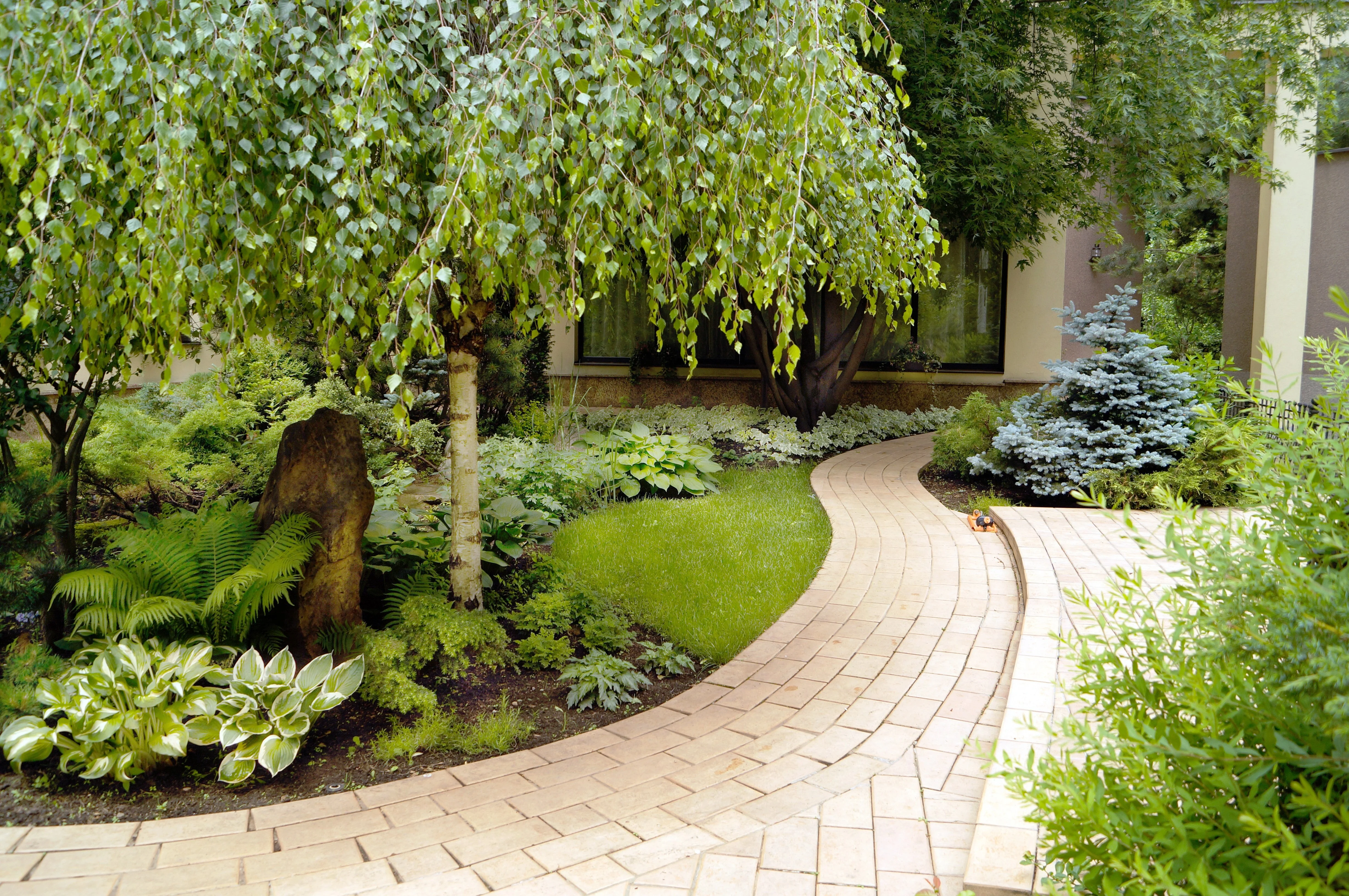 50 SILVER WEEPING BIRCH Tree White European Betula Pendula Alba Seeds - Image 3