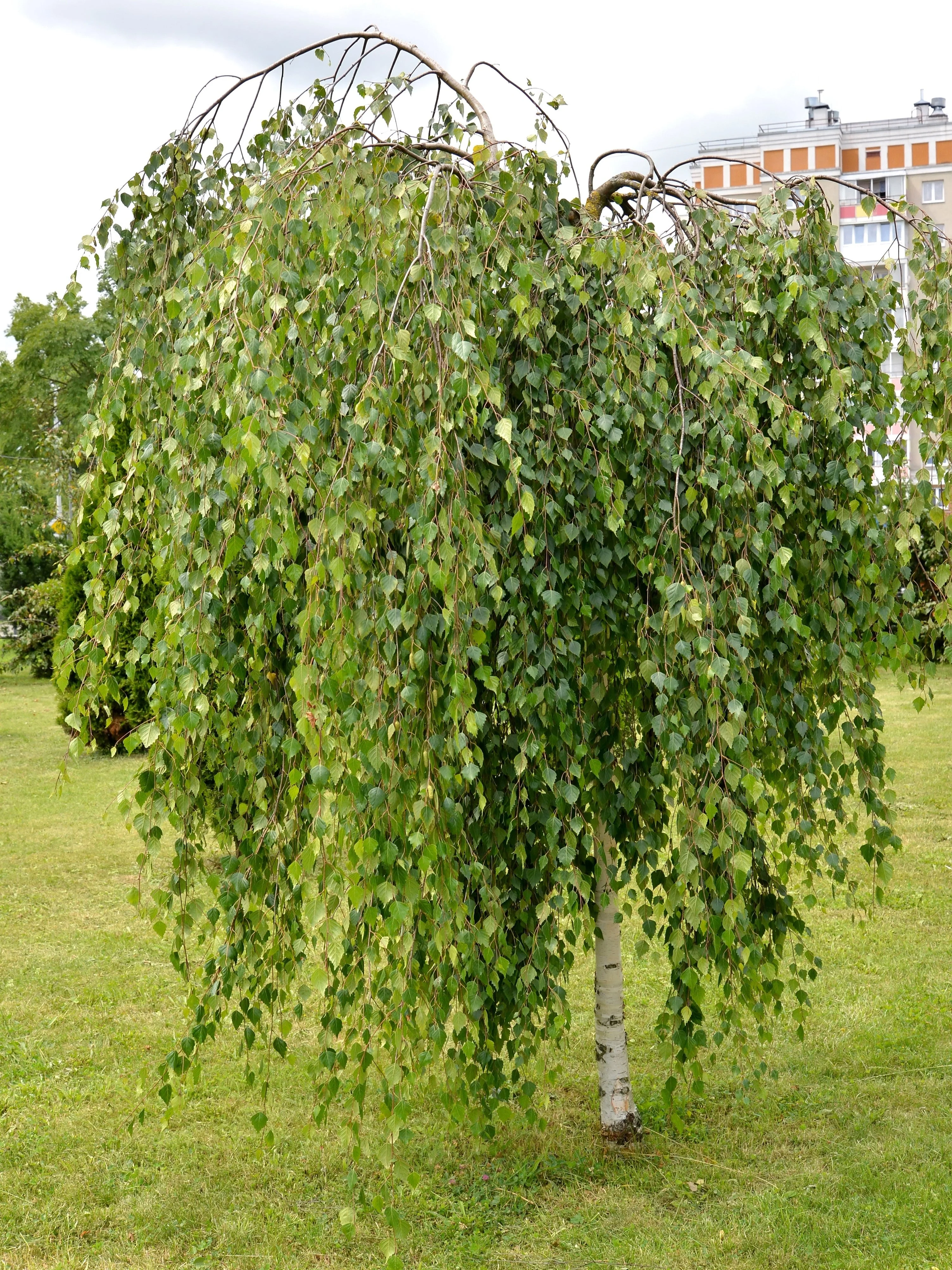 50 SILVER WEEPING BIRCH Tree White European Betula Pendula Alba Seeds - Image 4