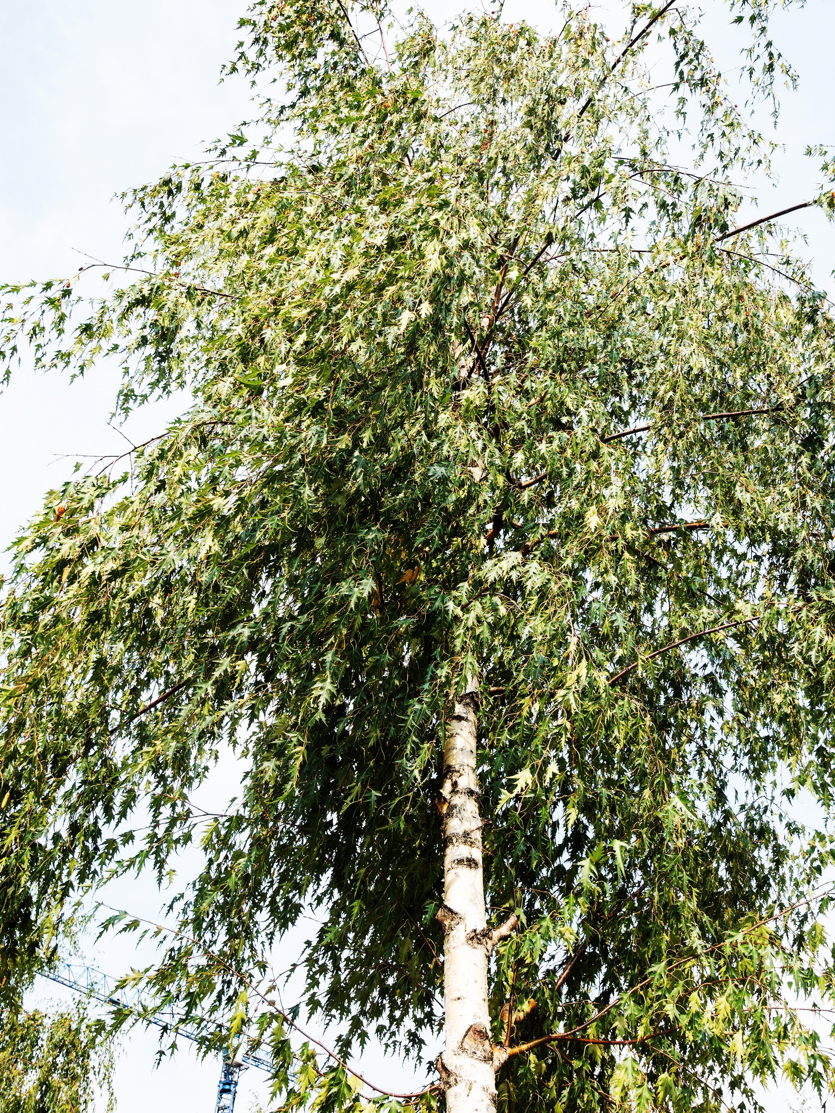 50 SILVER WEEPING BIRCH Tree White European Betula Pendula Alba Seeds - Image 5