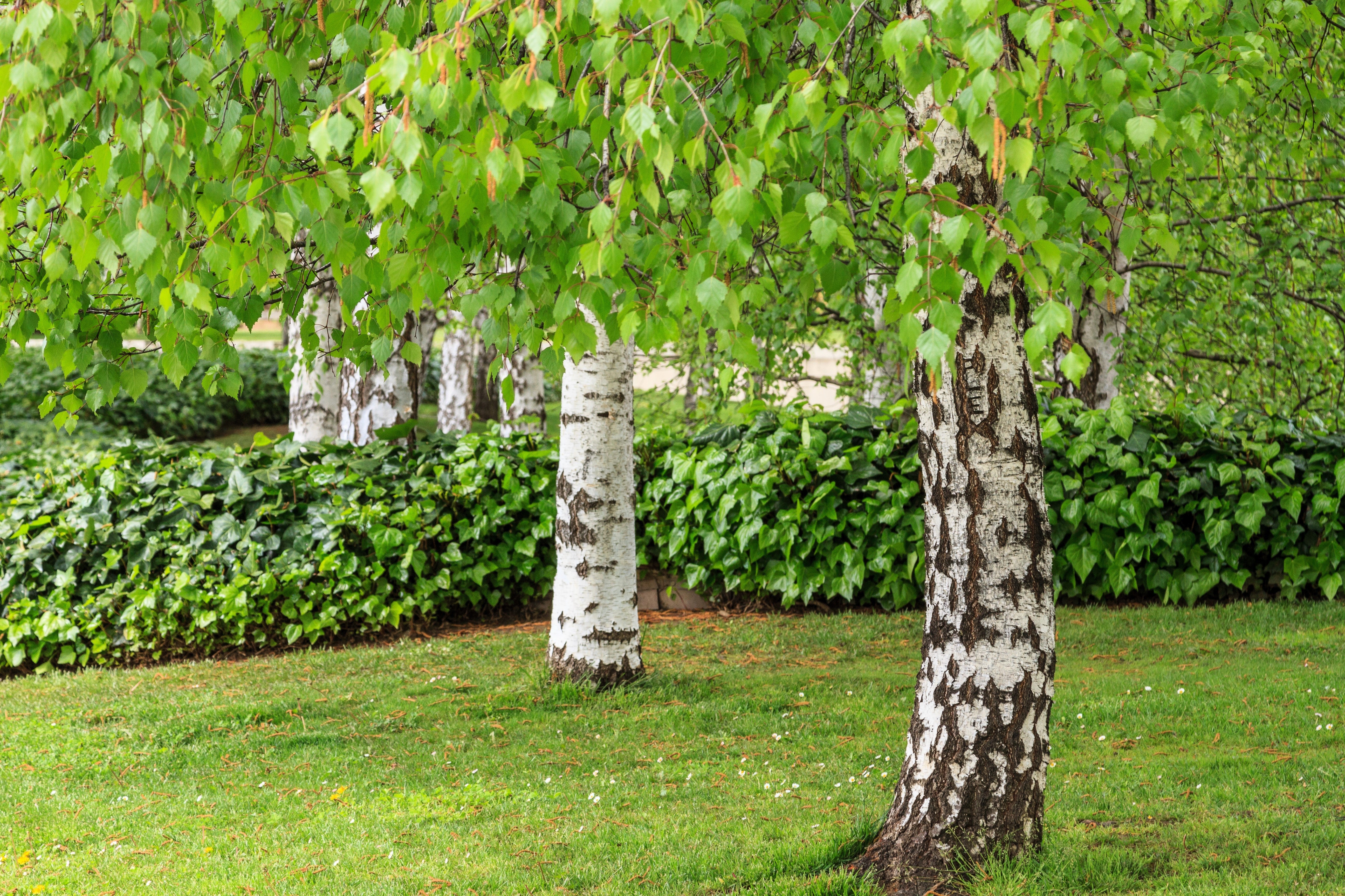 50 SILVER WEEPING BIRCH Tree White European Betula Pendula Alba Seeds - Image 6