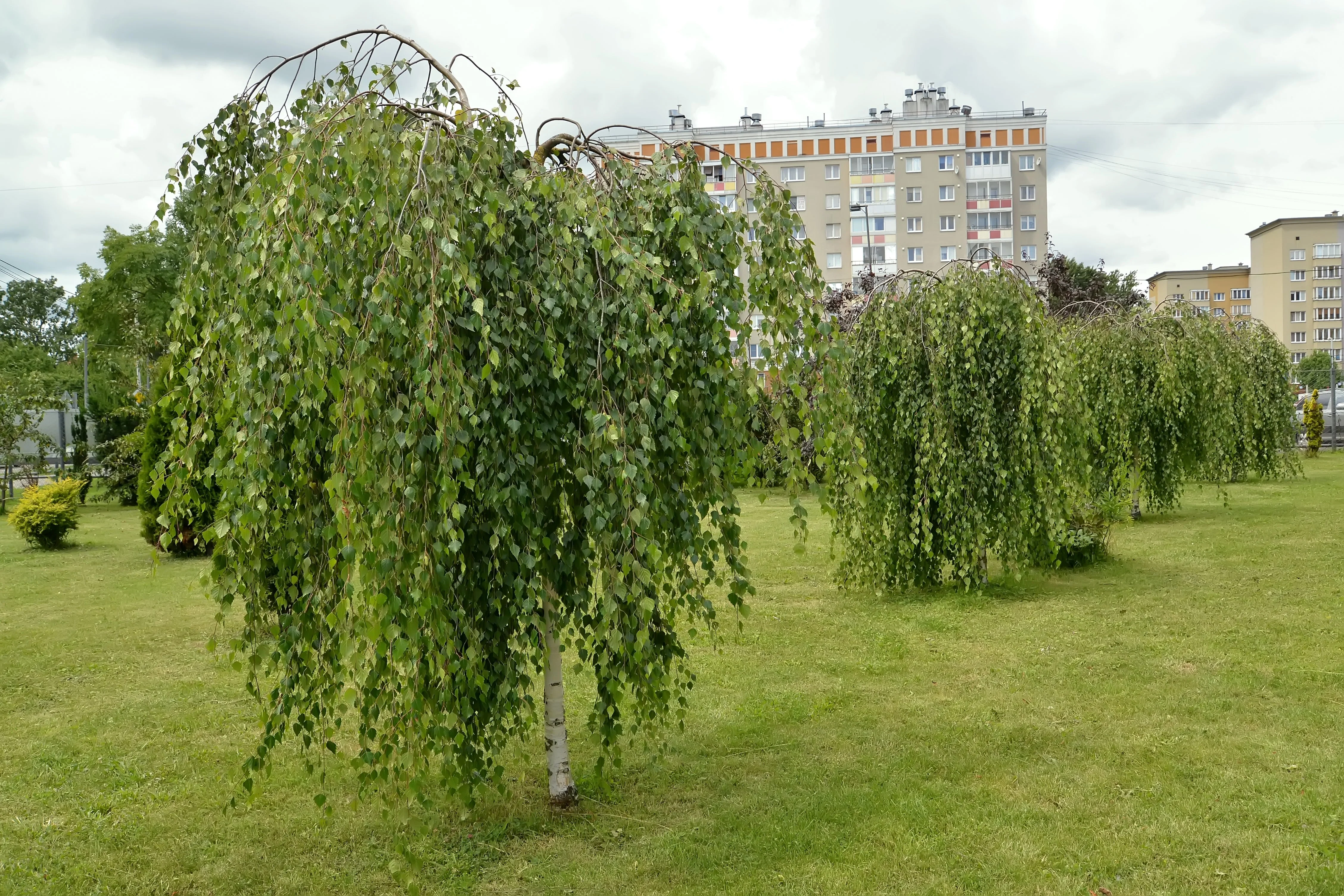 50 SILVER WEEPING BIRCH Tree White European Betula Pendula Alba Seeds - Image 7