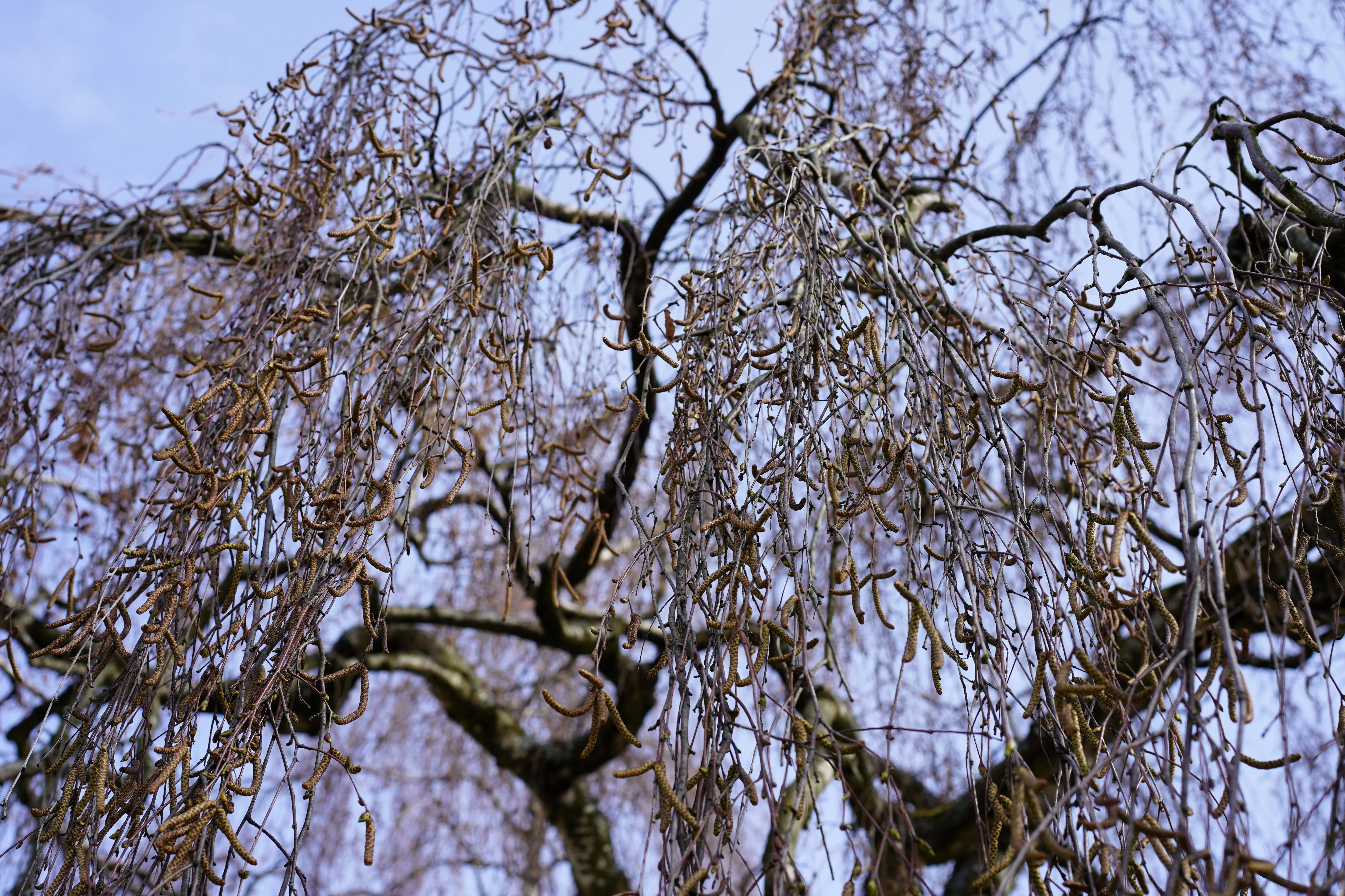 50 SILVER WEEPING BIRCH Tree White European Betula Pendula Alba Seeds - Image 8