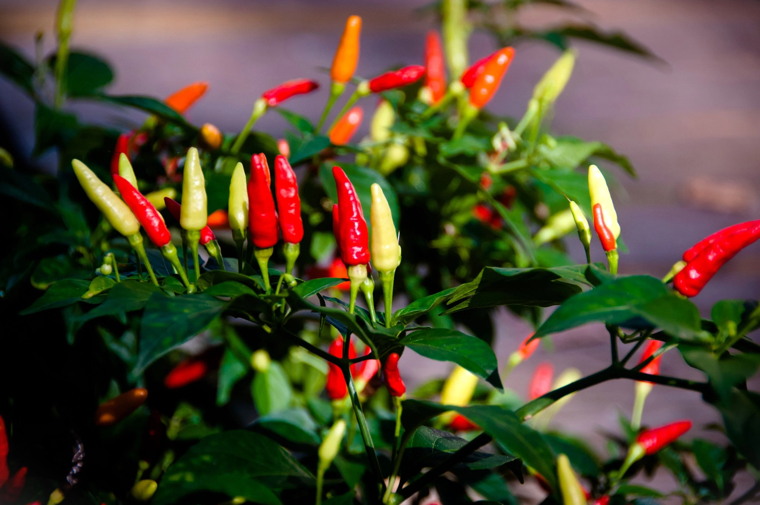 50 TABASCO PEPPER Hot Red Capsicum Fruitescens Vegetable Seeds - Image 2