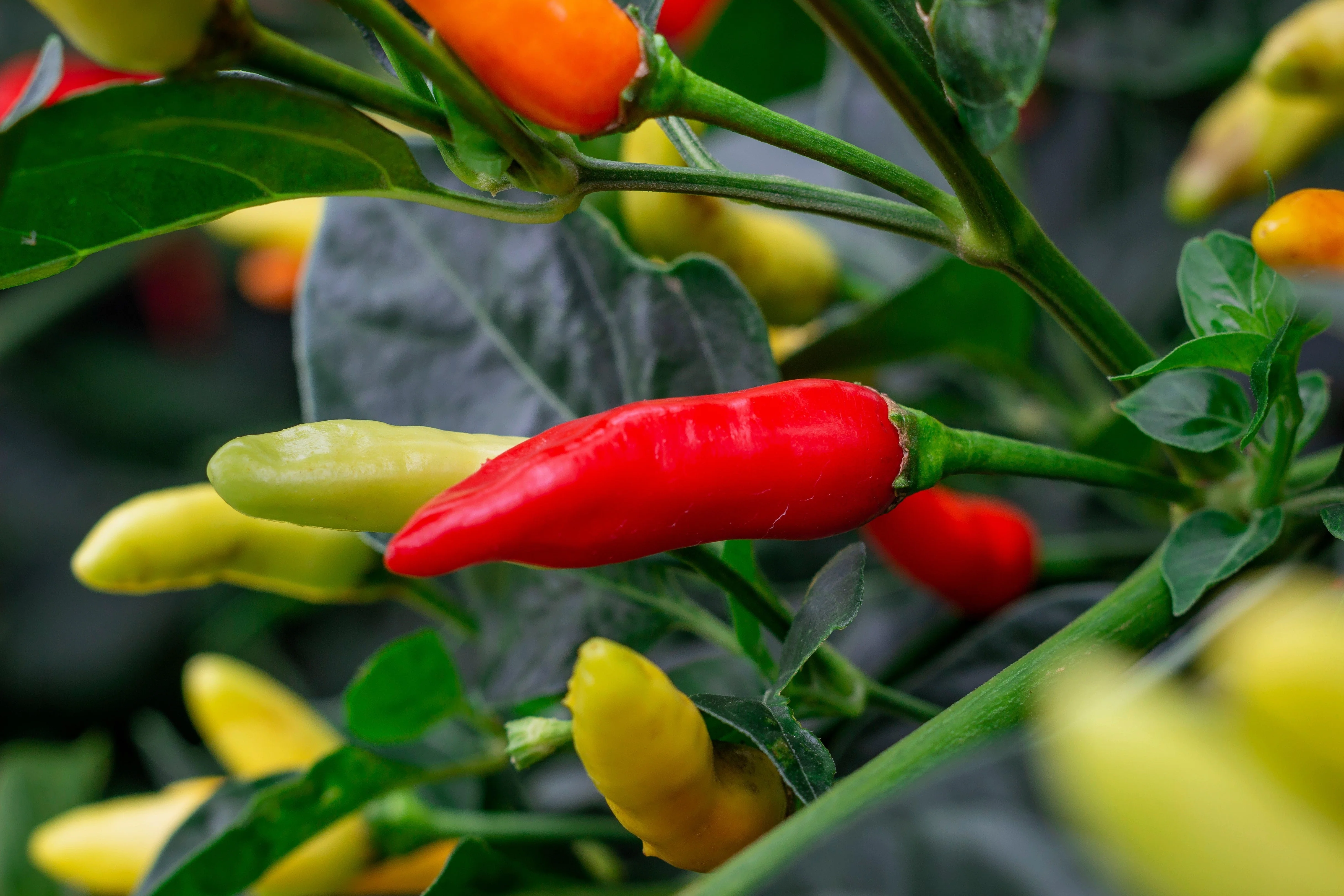 50 TABASCO PEPPER Hot Red Capsicum Fruitescens Vegetable Seeds - Image 3