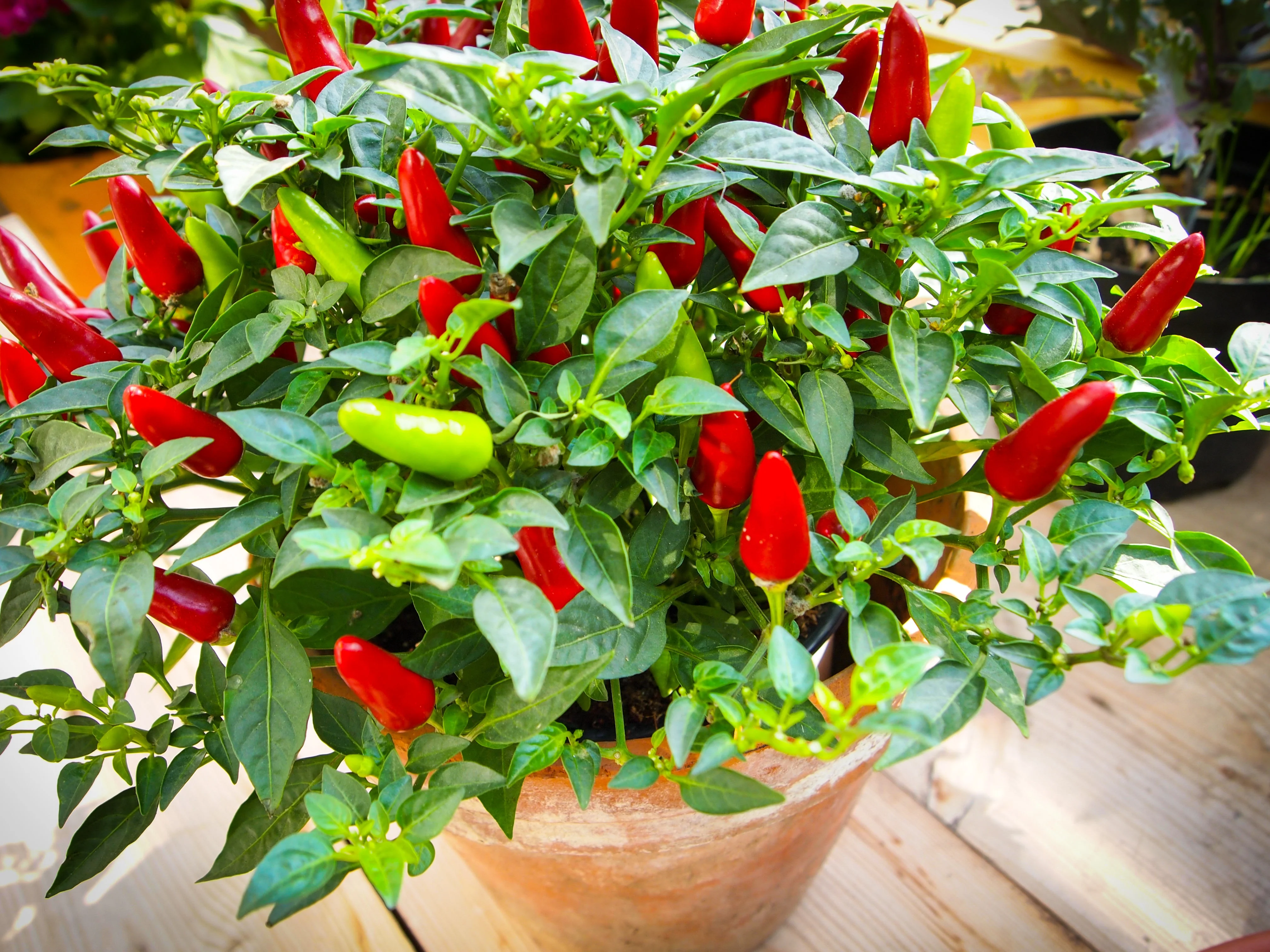 50 TABASCO PEPPER Hot Red Capsicum Fruitescens Vegetable Seeds - Image 4