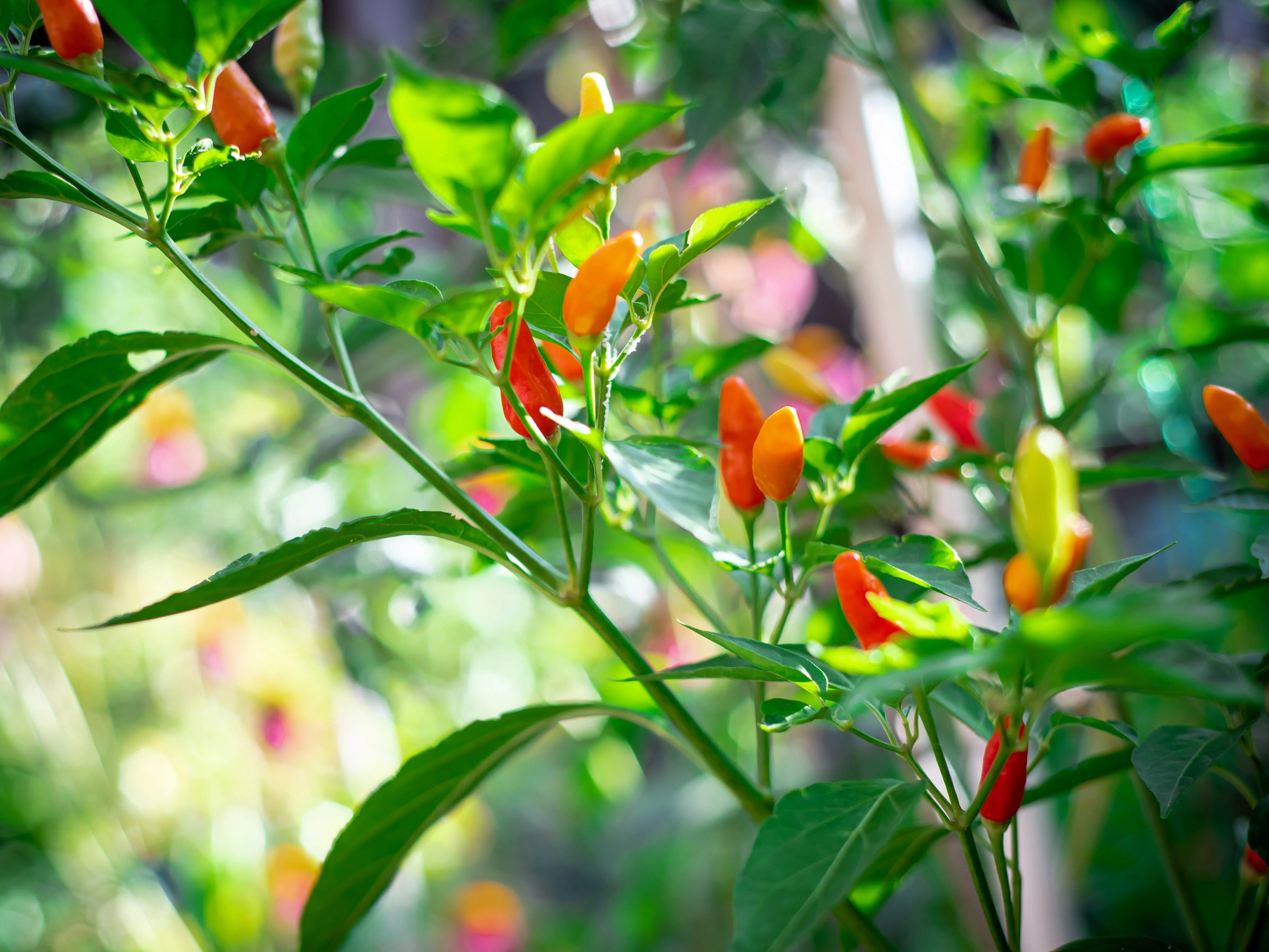50 TABASCO PEPPER Hot Red Capsicum Fruitescens Vegetable Seeds - Image 5