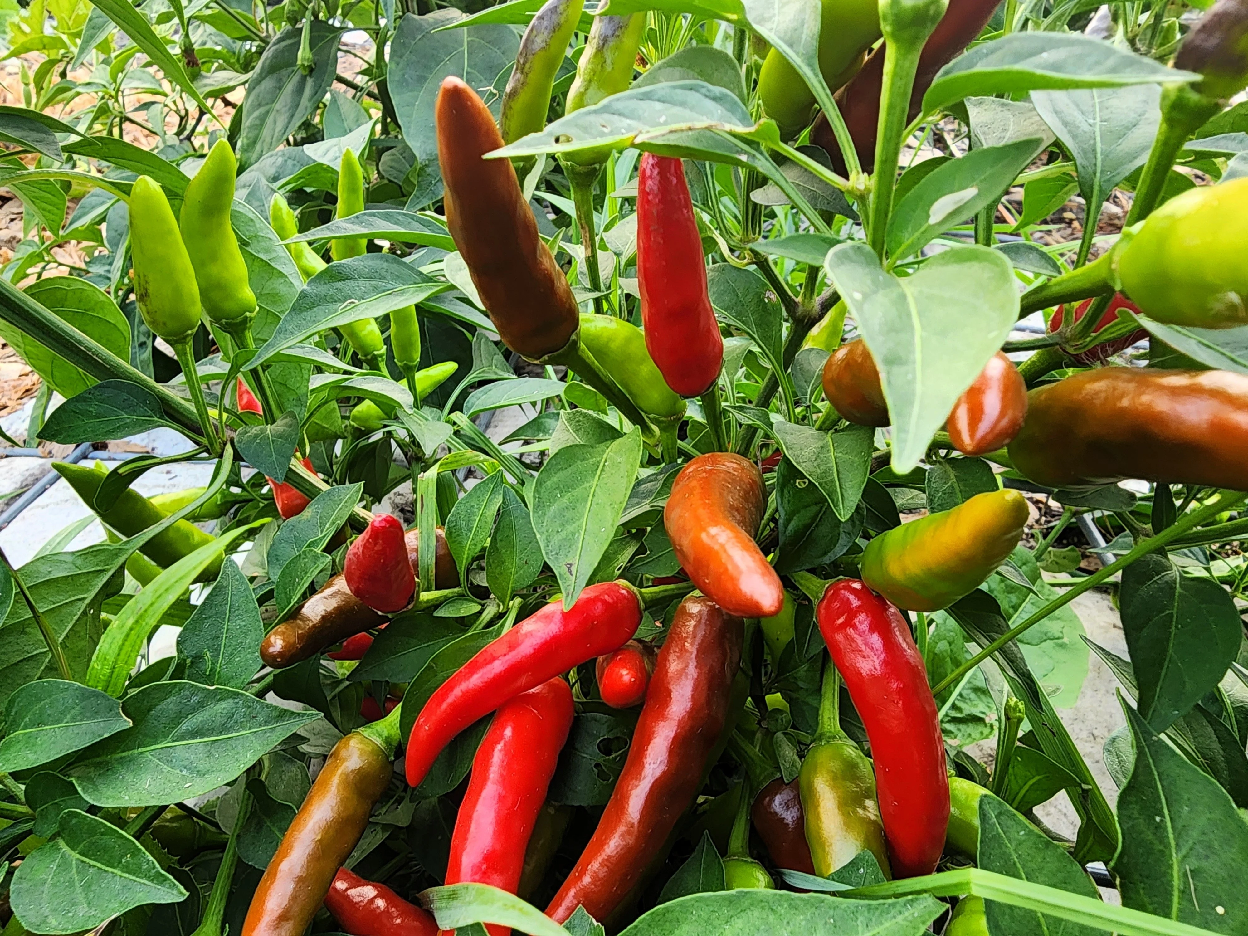 50 TABASCO PEPPER Hot Red Capsicum Fruitescens Vegetable Seeds - Image 6