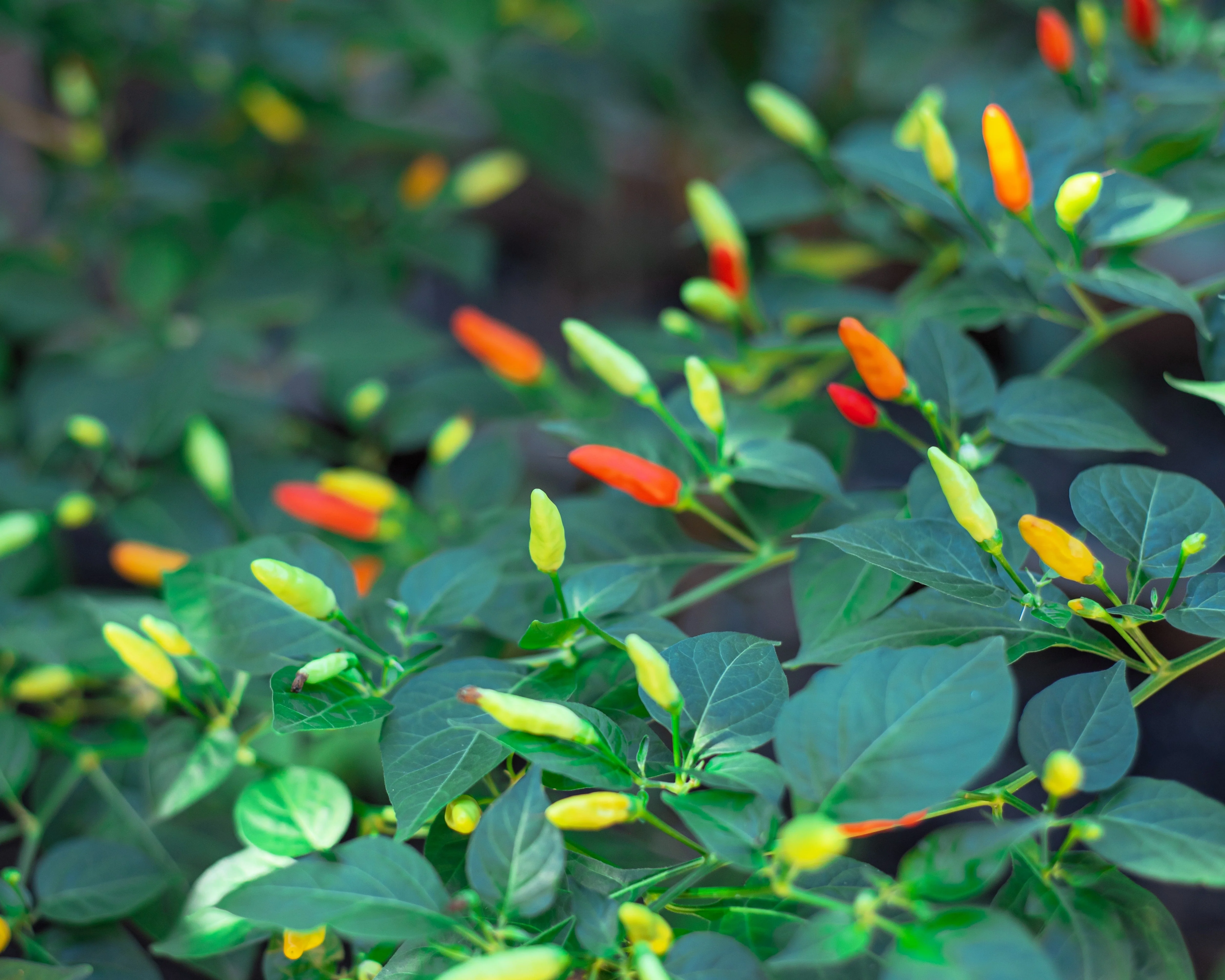 50 TABASCO PEPPER Hot Red Capsicum Fruitescens Vegetable Seeds - Image 7