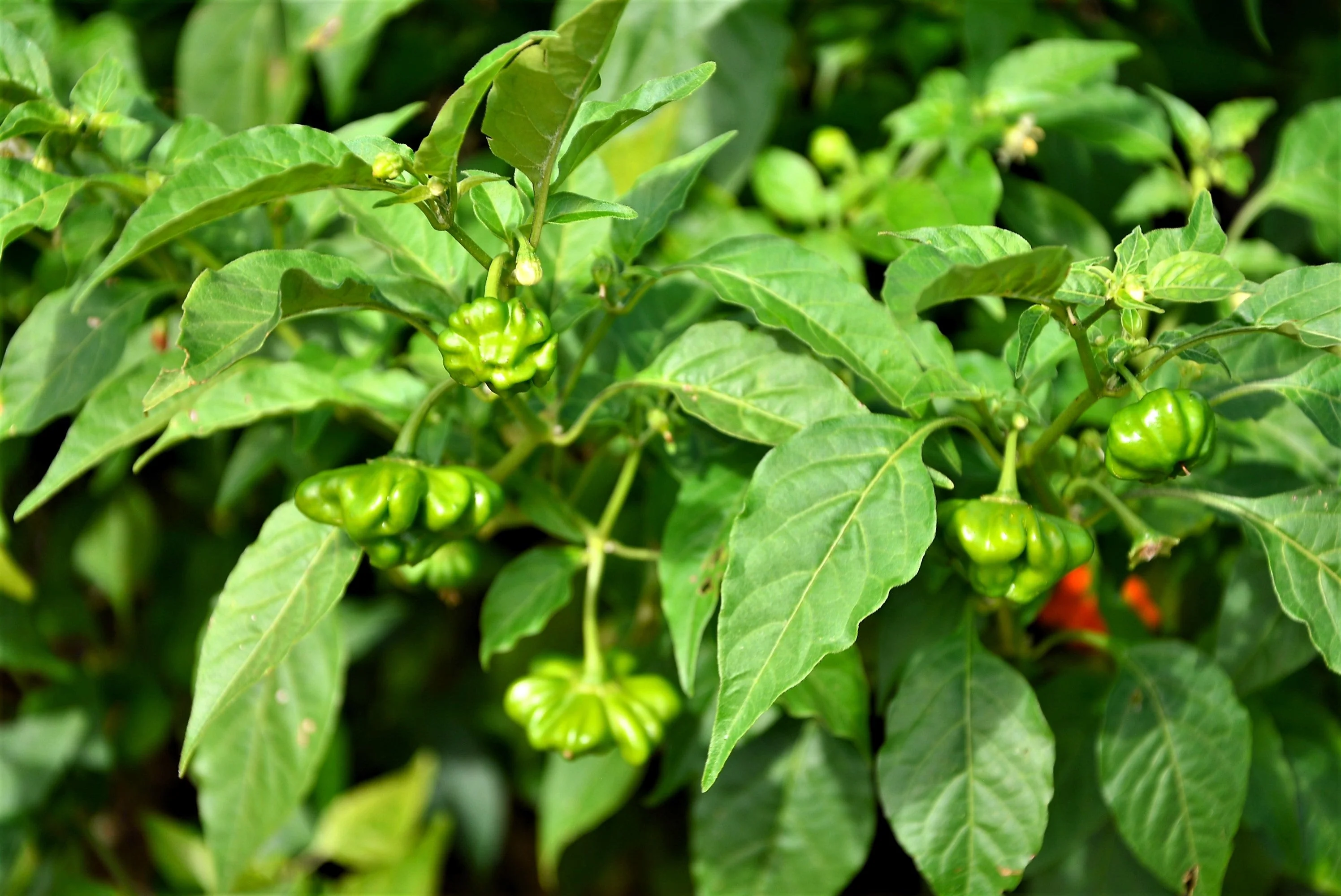 50 Ubatuba CAMBUCI PEPPER Red Brazilian Capsicum Baccatum Vegetable Seeds - Image 10