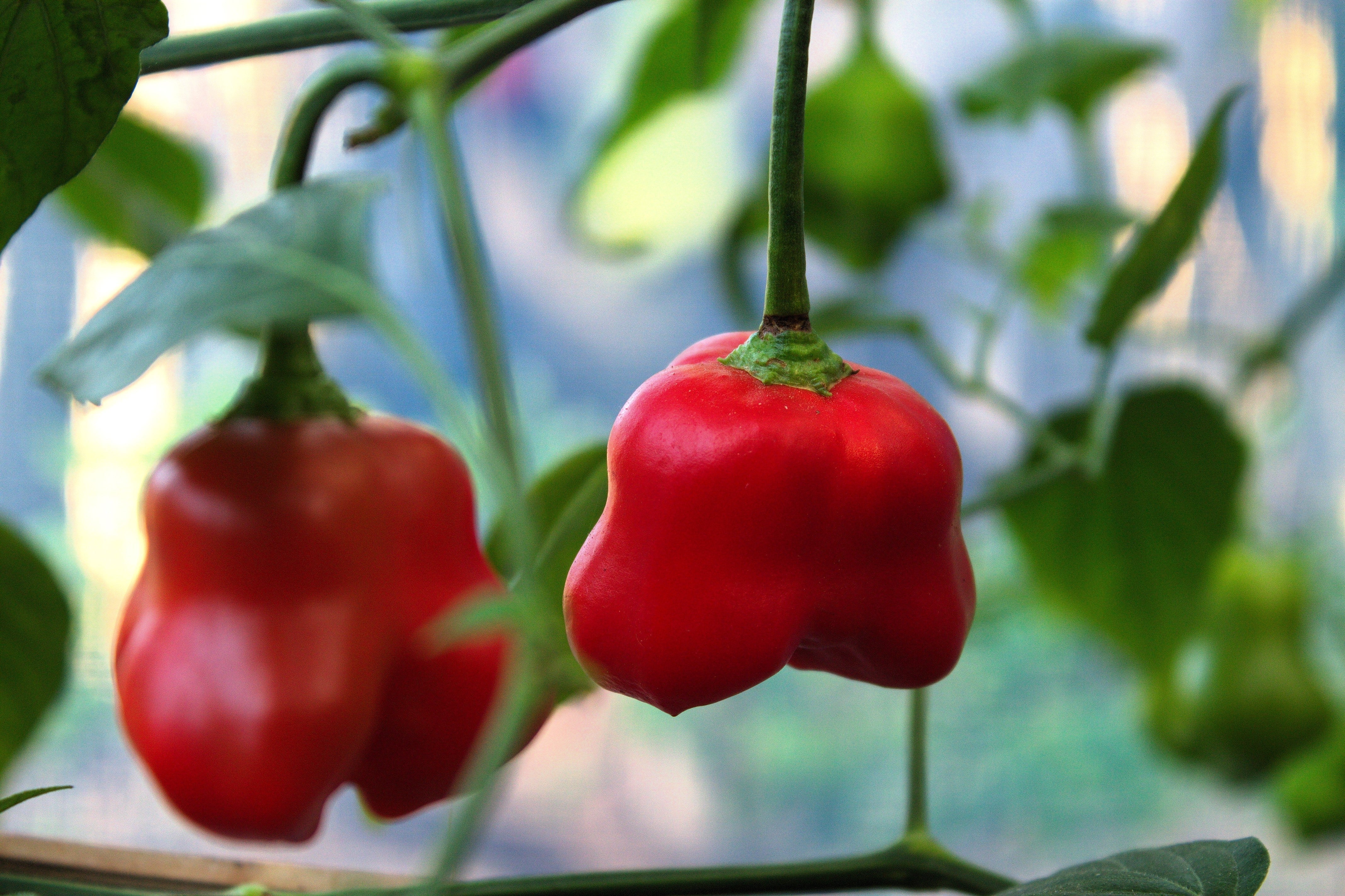 50 Ubatuba CAMBUCI PEPPER Red Brazilian Capsicum Baccatum Vegetable Seeds - Image 6