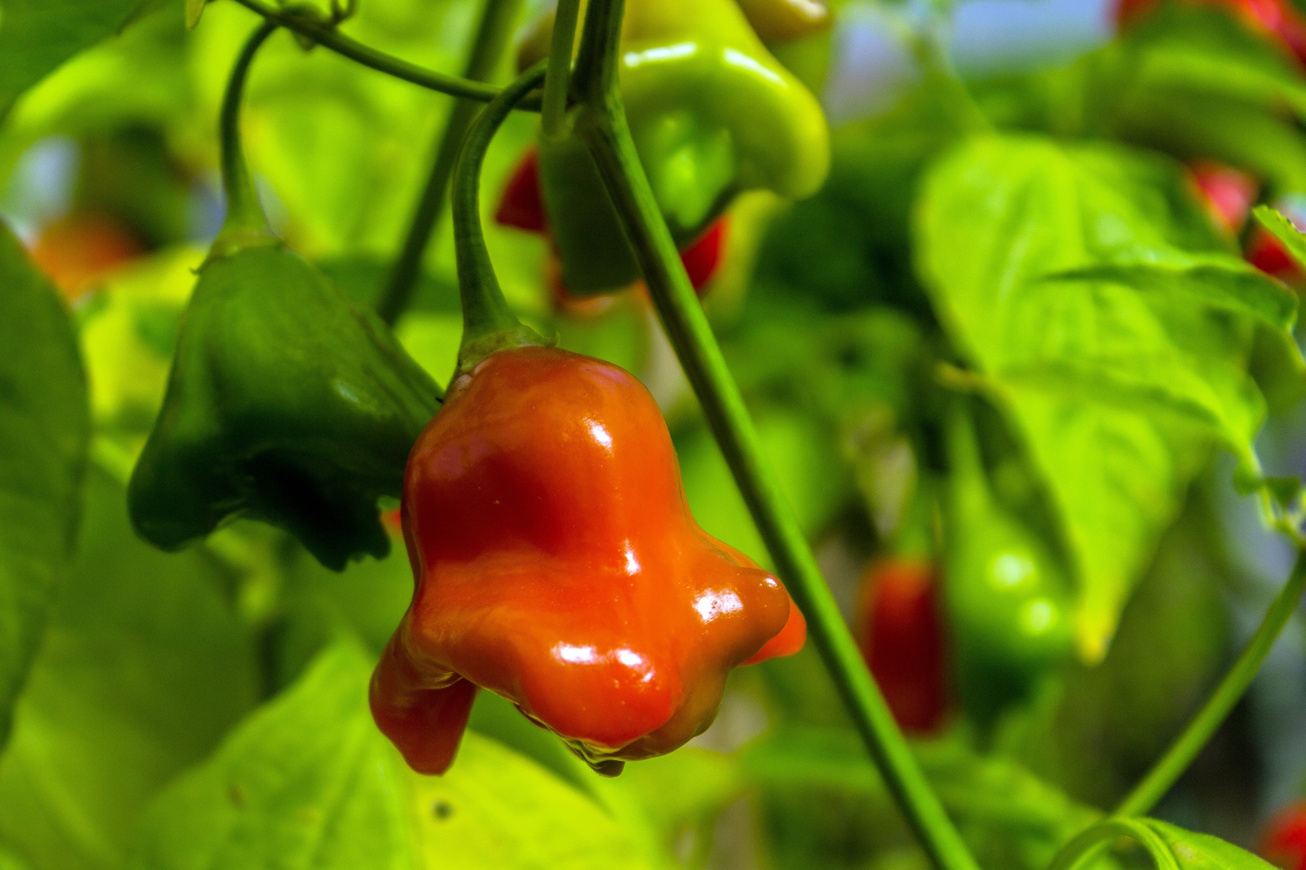 50 Ubatuba CAMBUCI PEPPER Red Brazilian Capsicum Baccatum Vegetable Seeds - Image 7