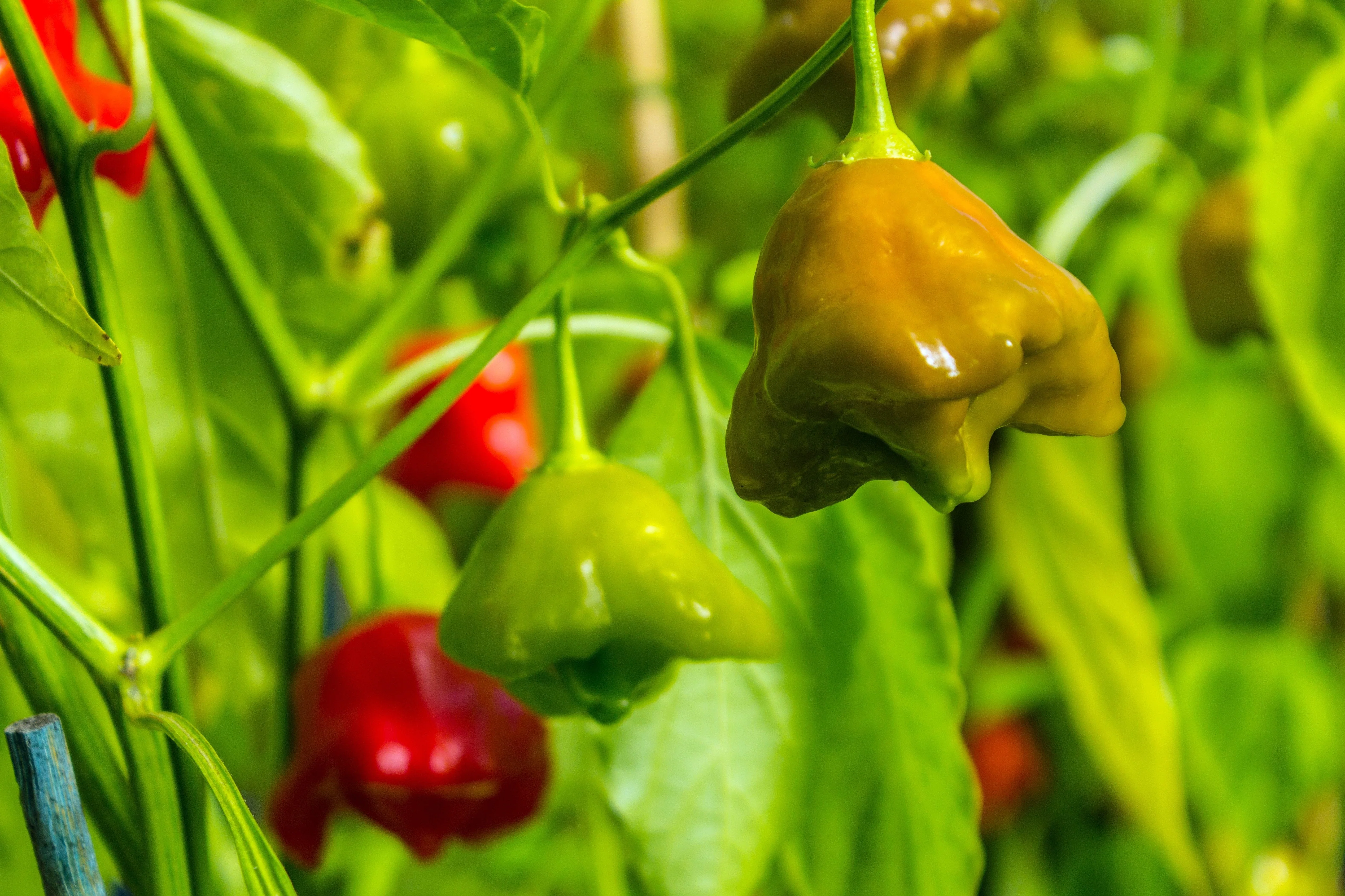 50 Ubatuba CAMBUCI PEPPER Red Brazilian Capsicum Baccatum Vegetable Seeds - Image 8