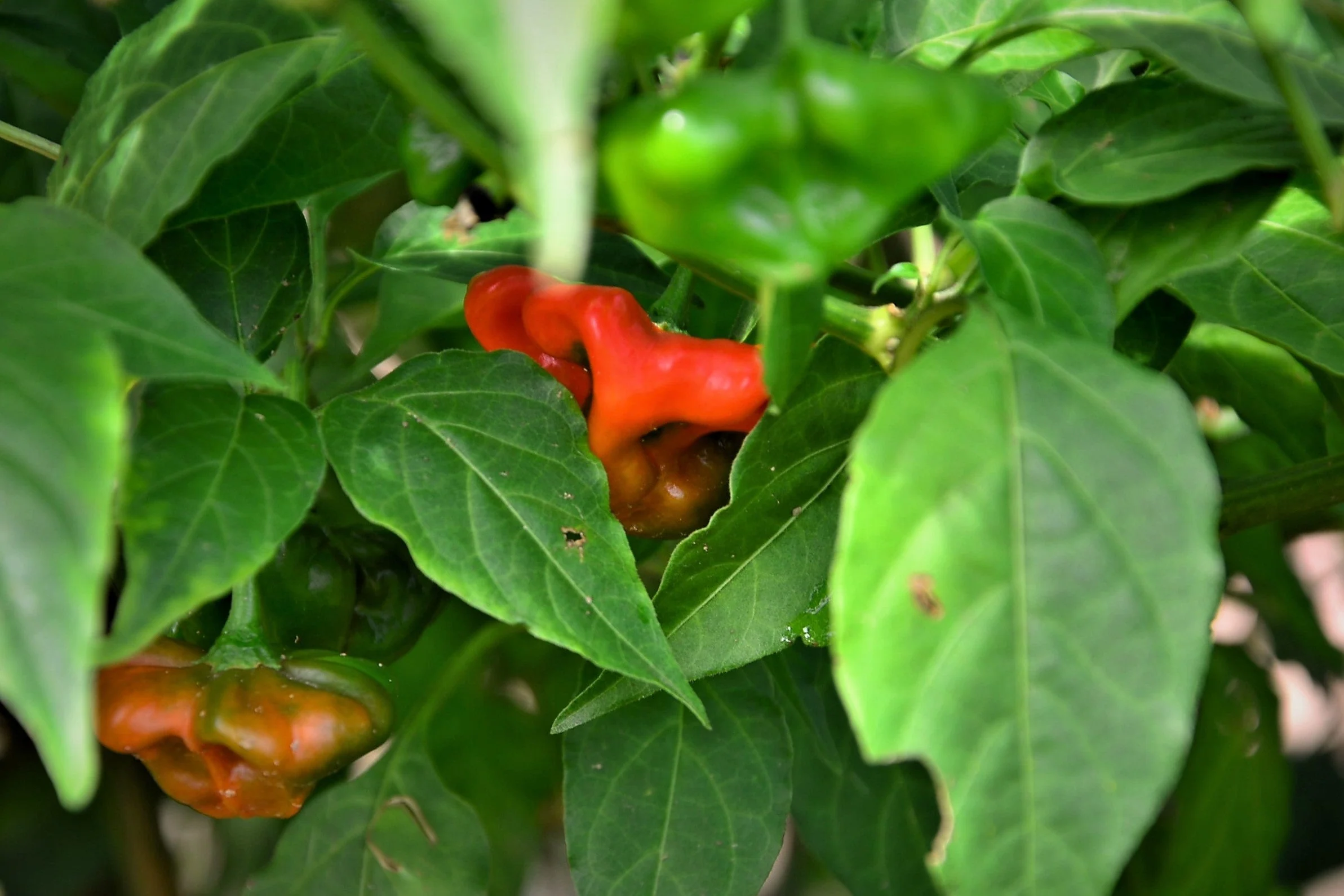 50 Ubatuba CAMBUCI PEPPER Red Brazilian Capsicum Baccatum Vegetable Seeds - Image 9
