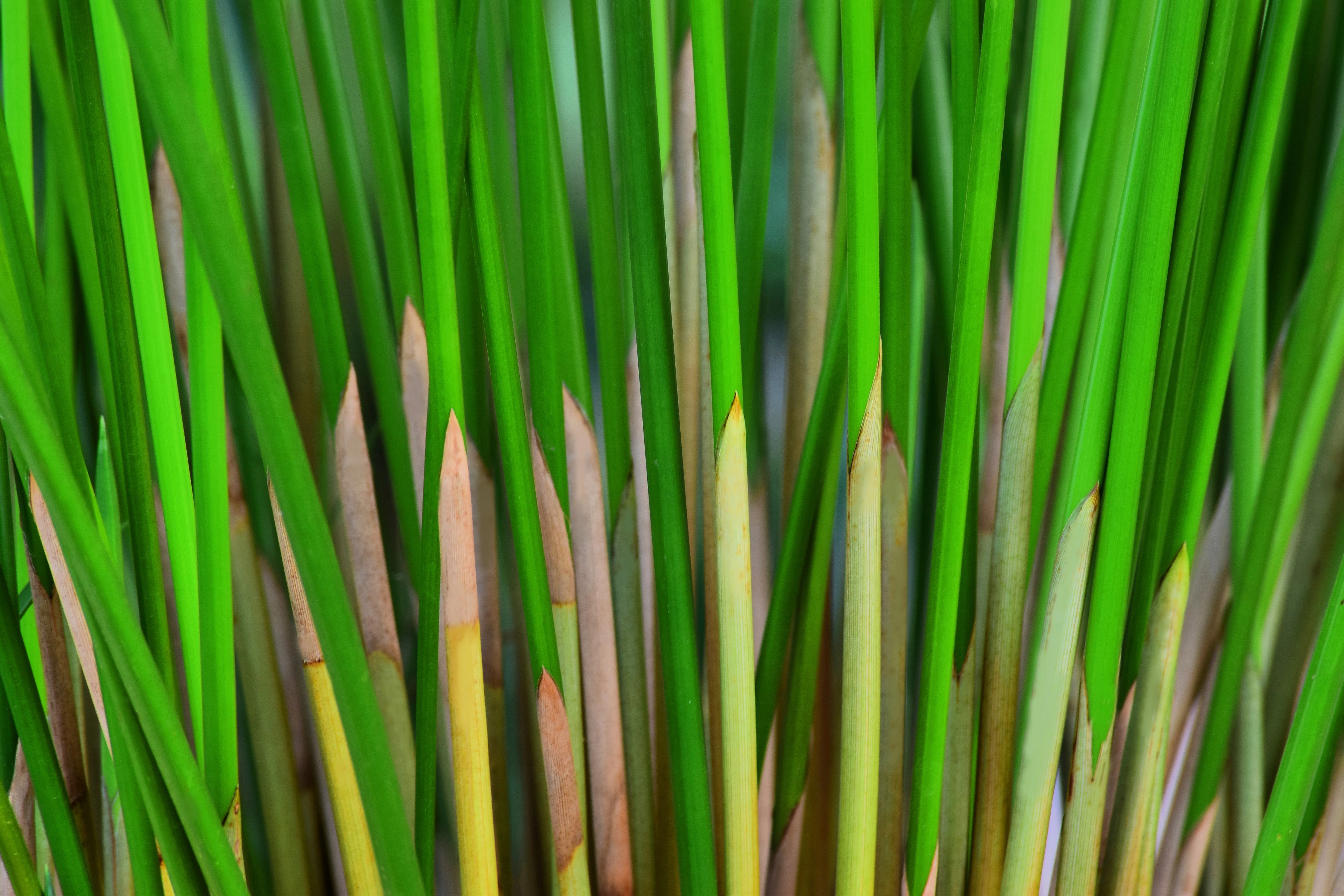 50 UMBRELLA PALM TREE Cyperus Involucratus Papayrus Sedge Seeds - Image 11