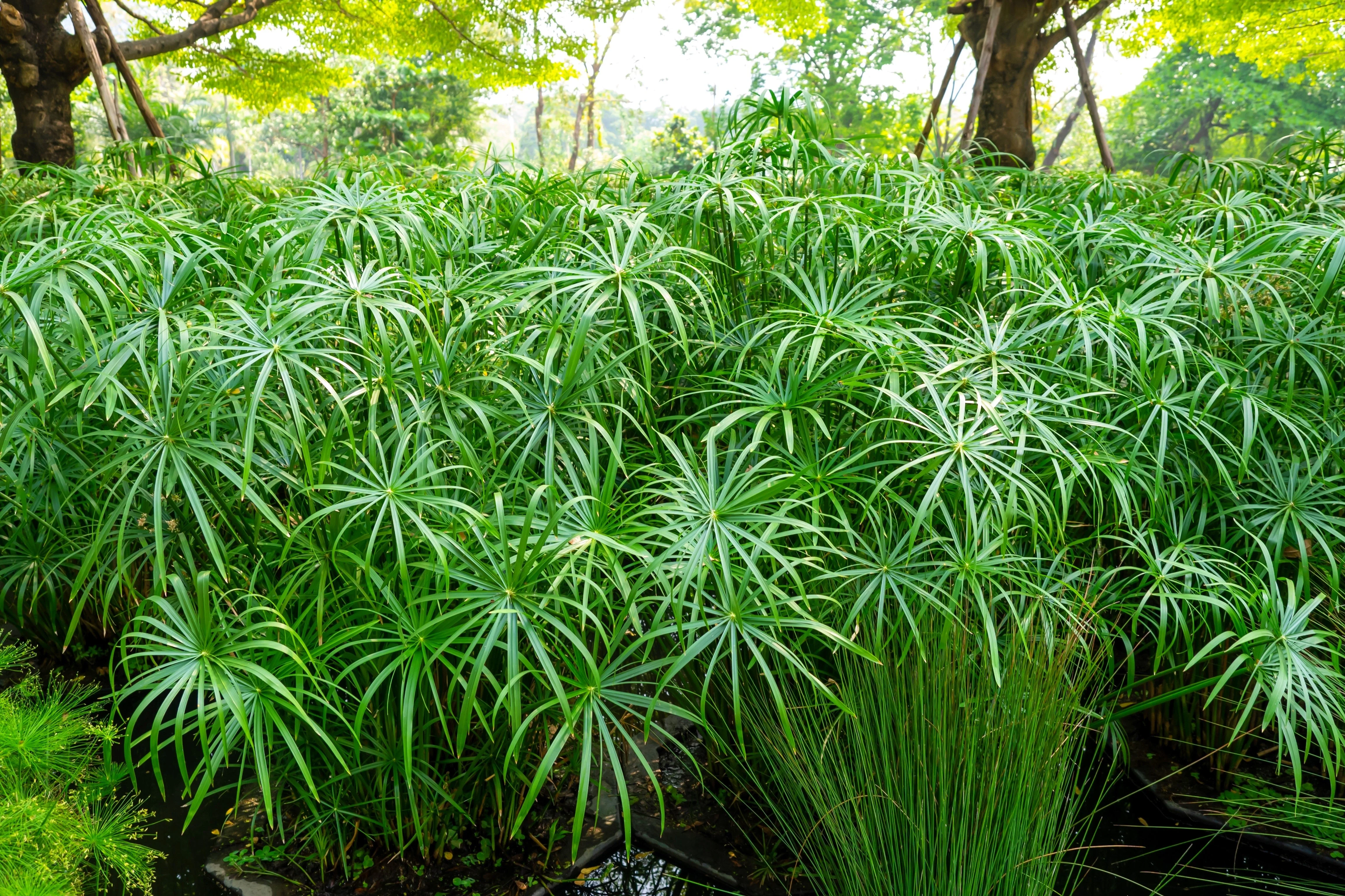 50 UMBRELLA PALM TREE Cyperus Involucratus Papayrus Sedge Seeds - Image 2