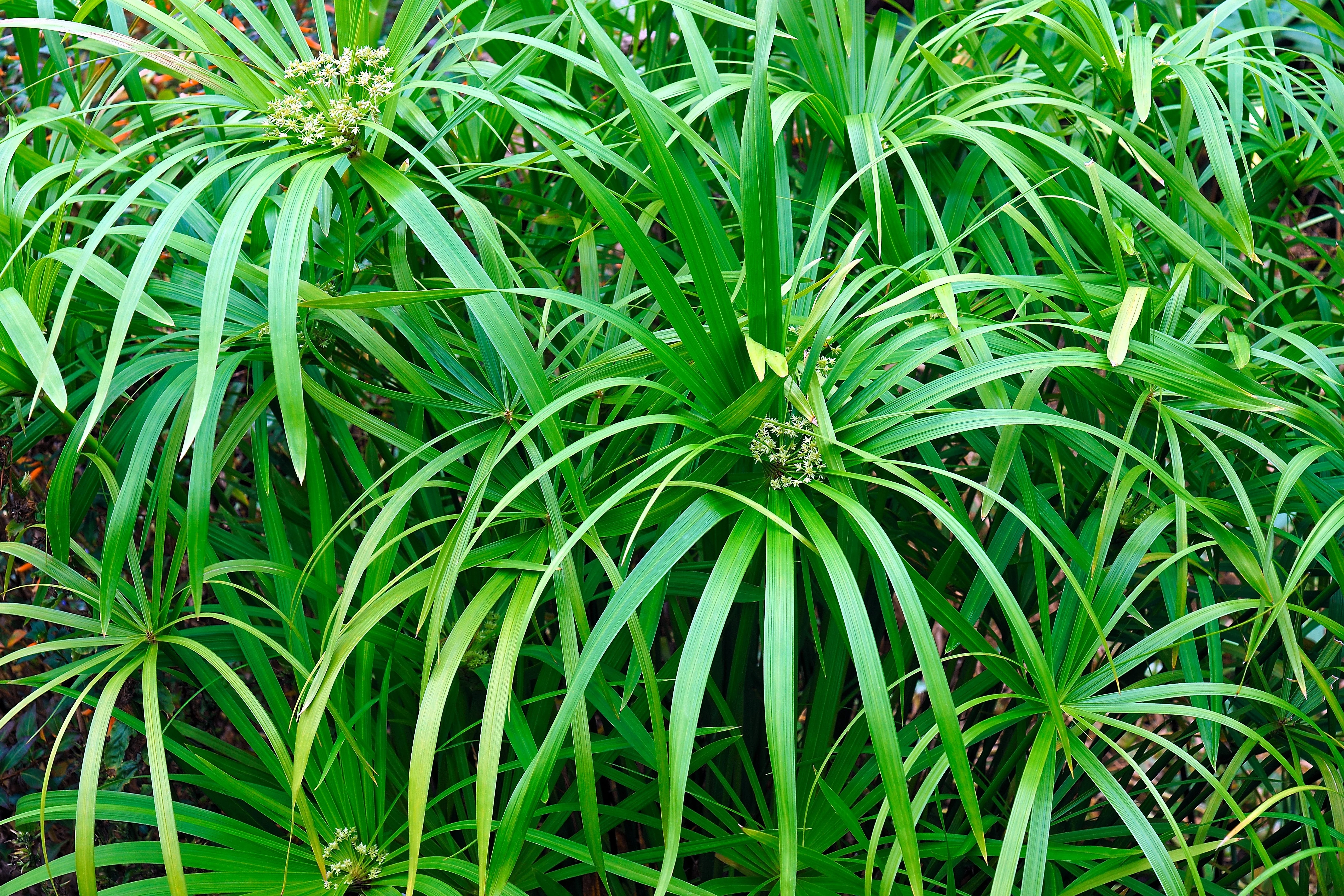 50 UMBRELLA PALM TREE Cyperus Involucratus Papayrus Sedge Seeds - Image 3