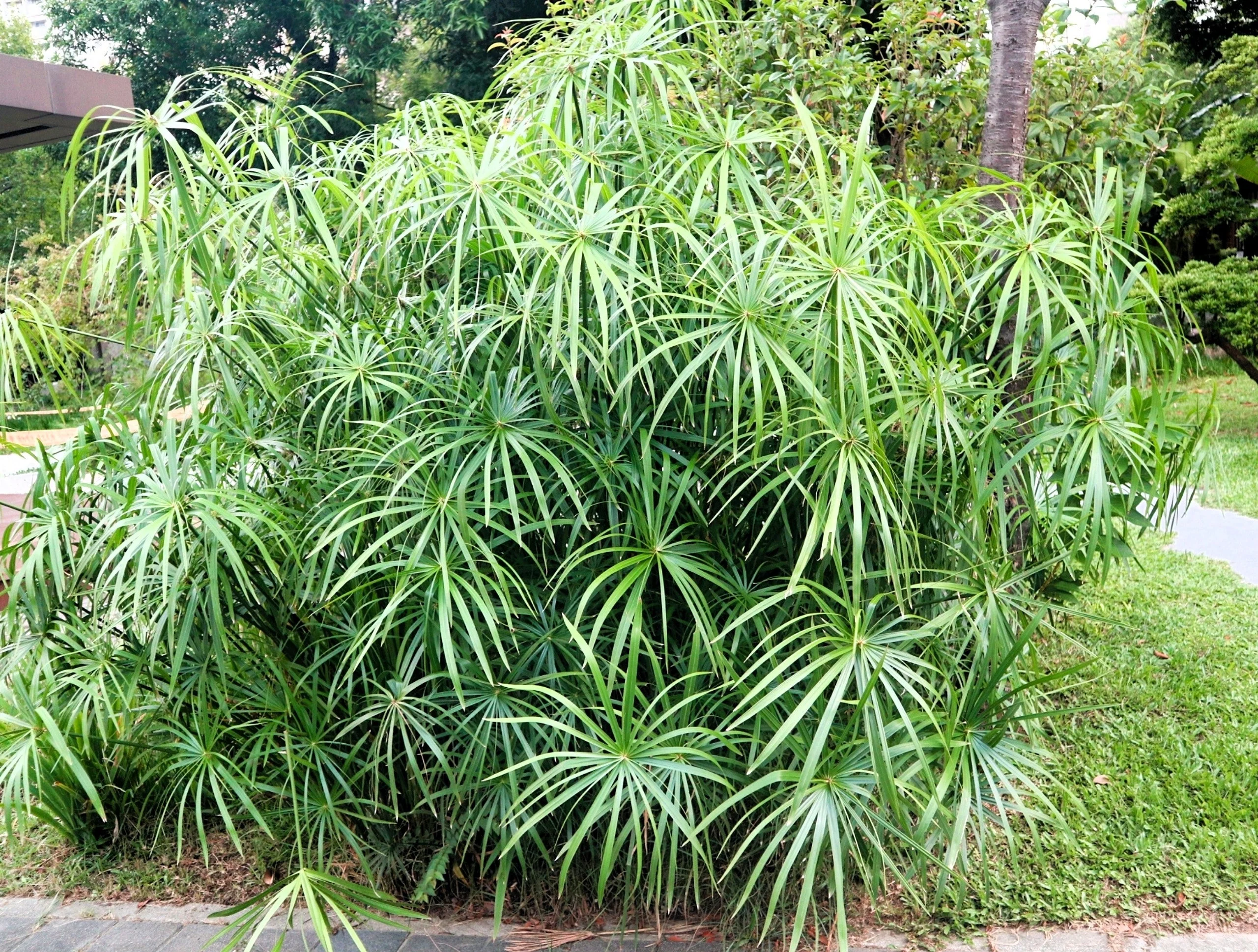50 UMBRELLA PALM TREE Cyperus Involucratus Papayrus Sedge Seeds - Image 4