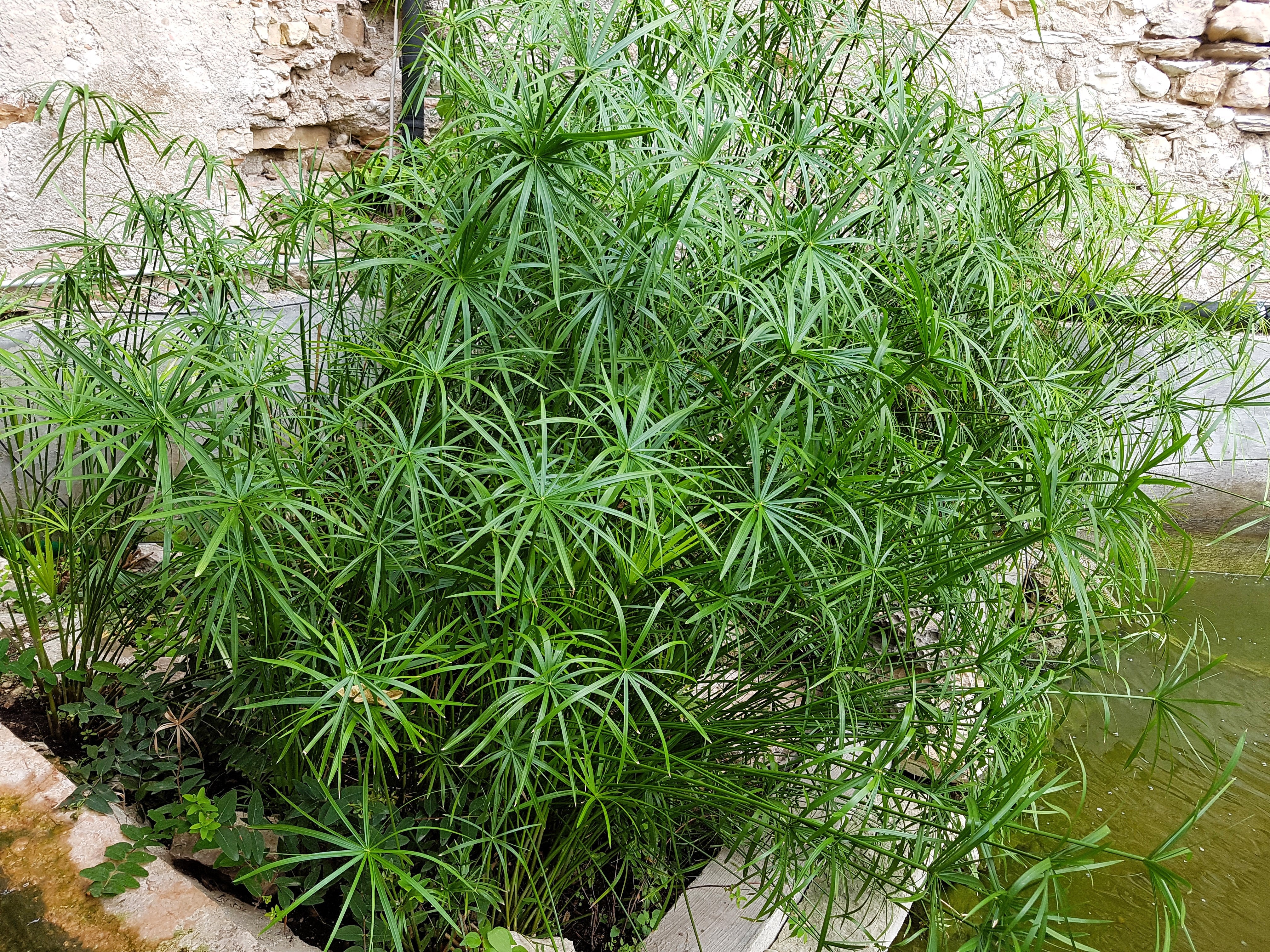 50 UMBRELLA PALM TREE Cyperus Involucratus Papayrus Sedge Seeds - Image 5