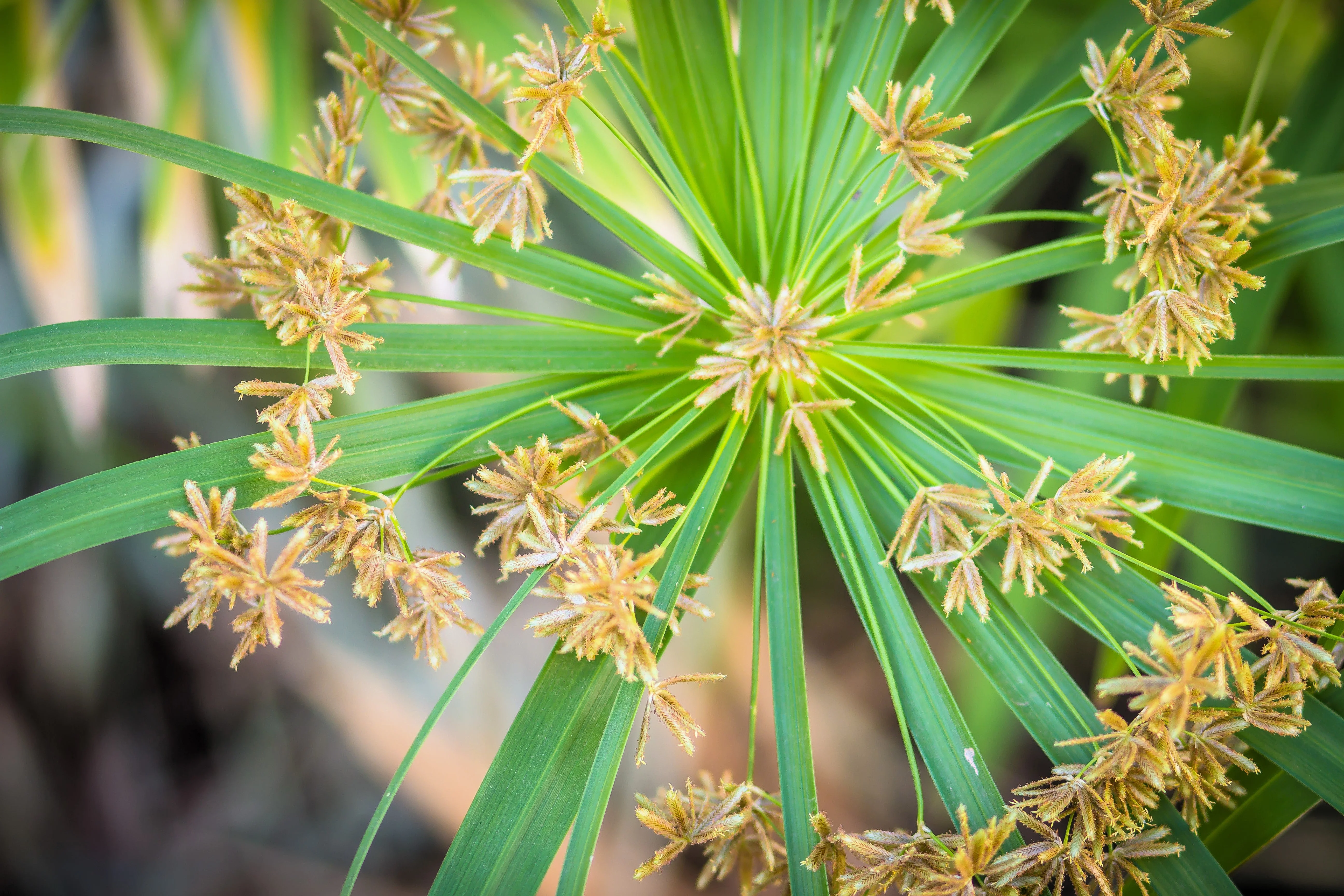 50 UMBRELLA PALM TREE Cyperus Involucratus Papayrus Sedge Seeds - Image 6