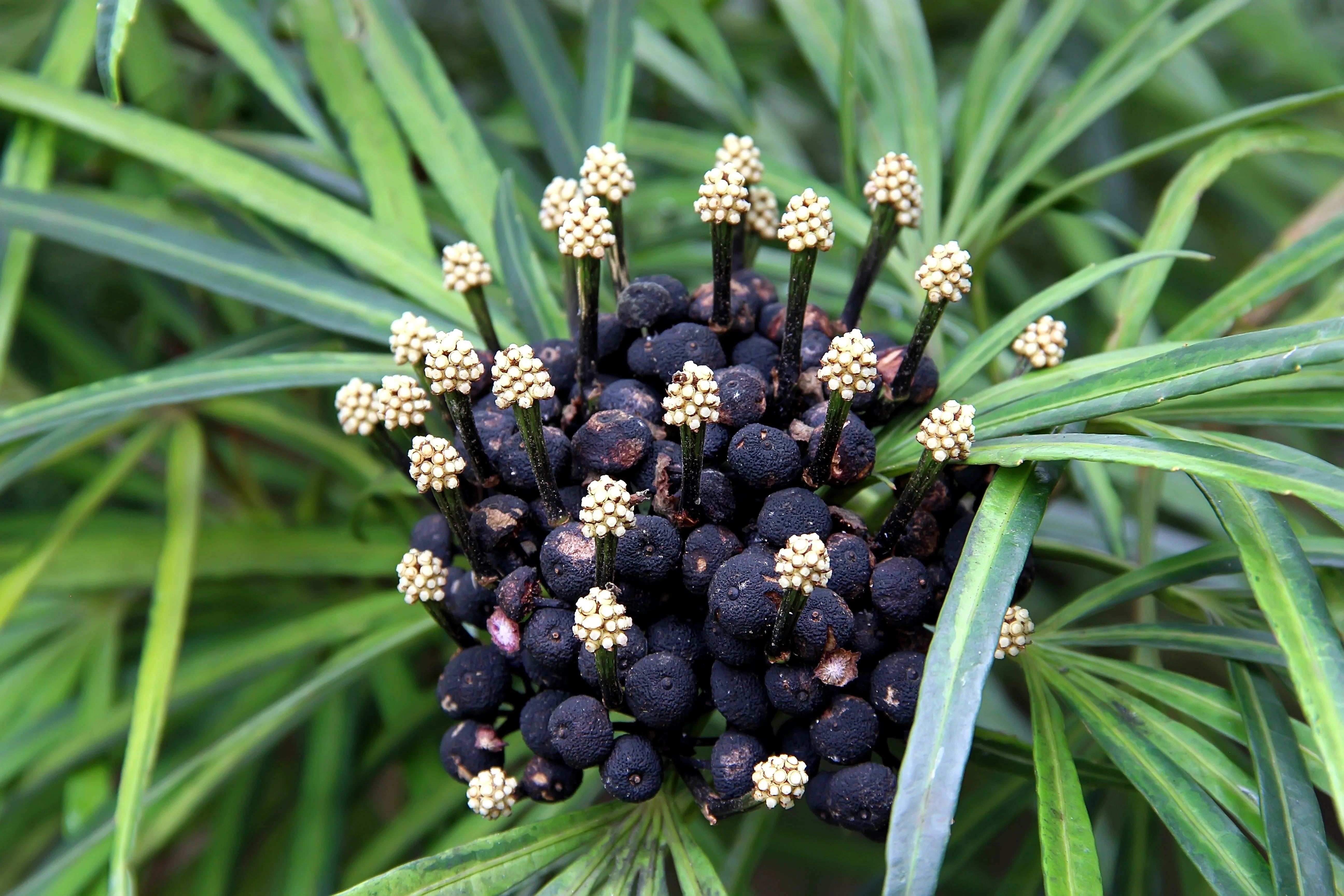 50 UMBRELLA PALM TREE Cyperus Involucratus Papayrus Sedge Seeds - Image 7