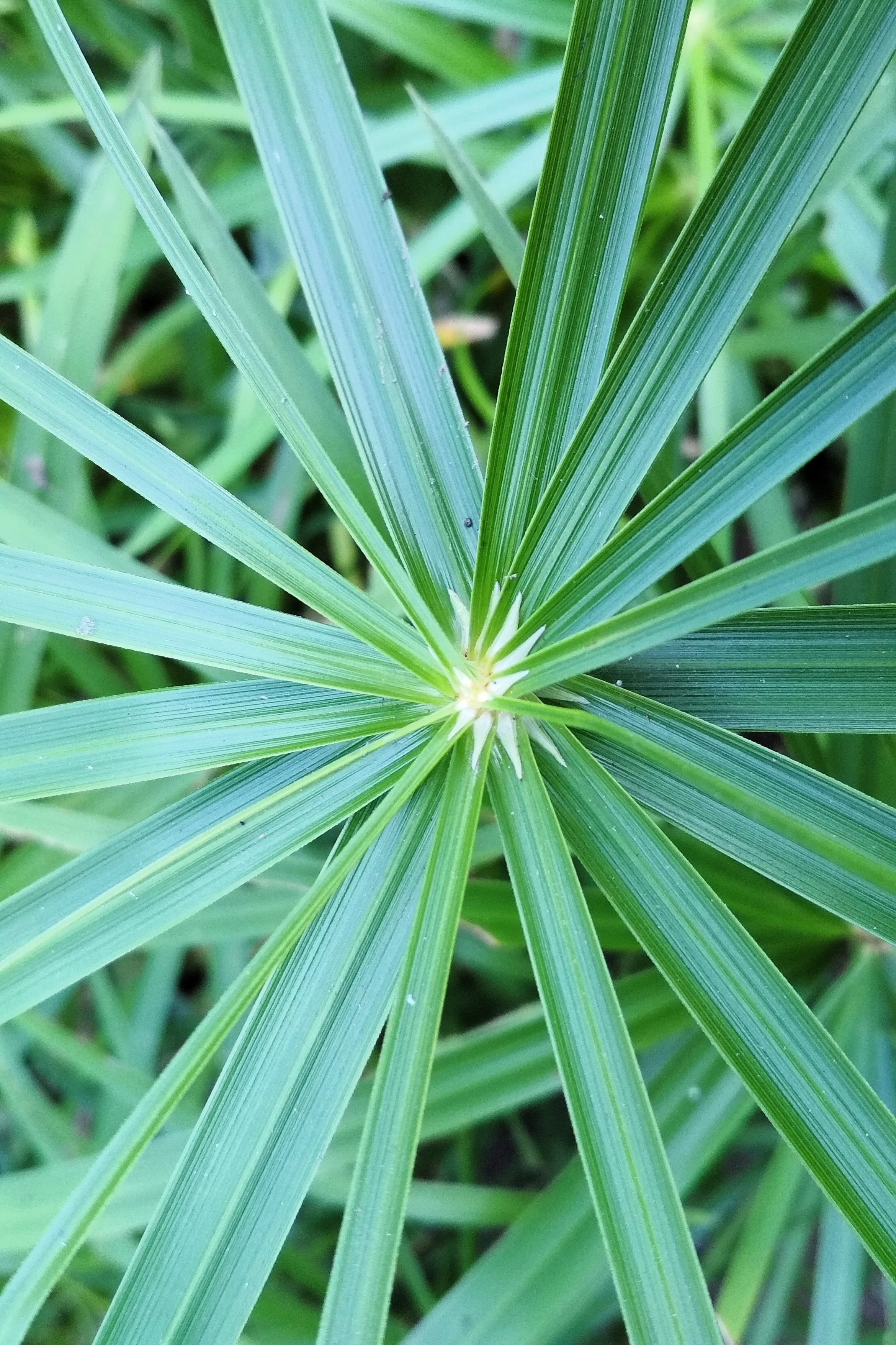 50 UMBRELLA PALM TREE Cyperus Involucratus Papayrus Sedge Seeds - Image 8
