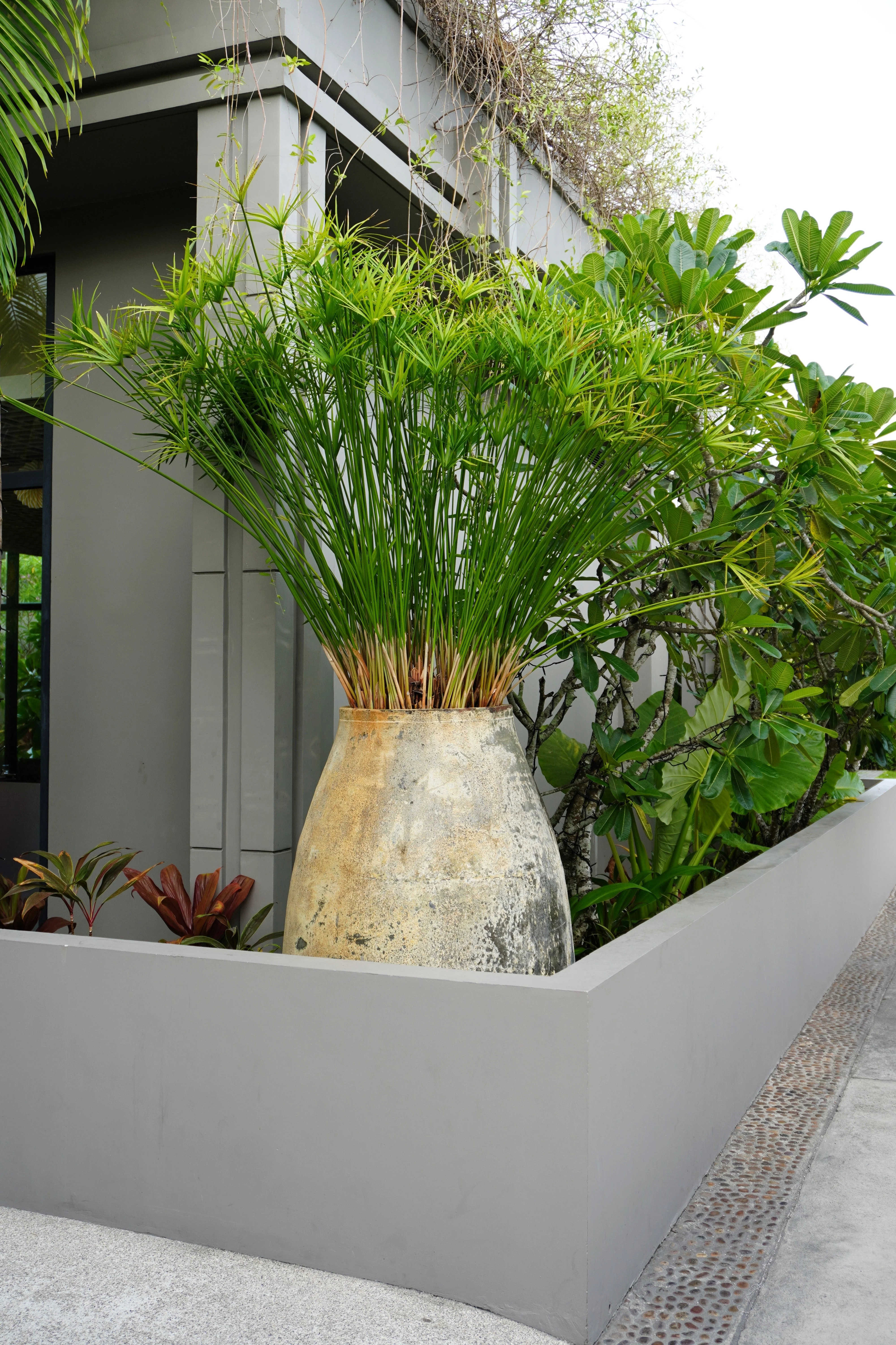 50 UMBRELLA PALM TREE Cyperus Involucratus Papayrus Sedge Seeds - Image 9