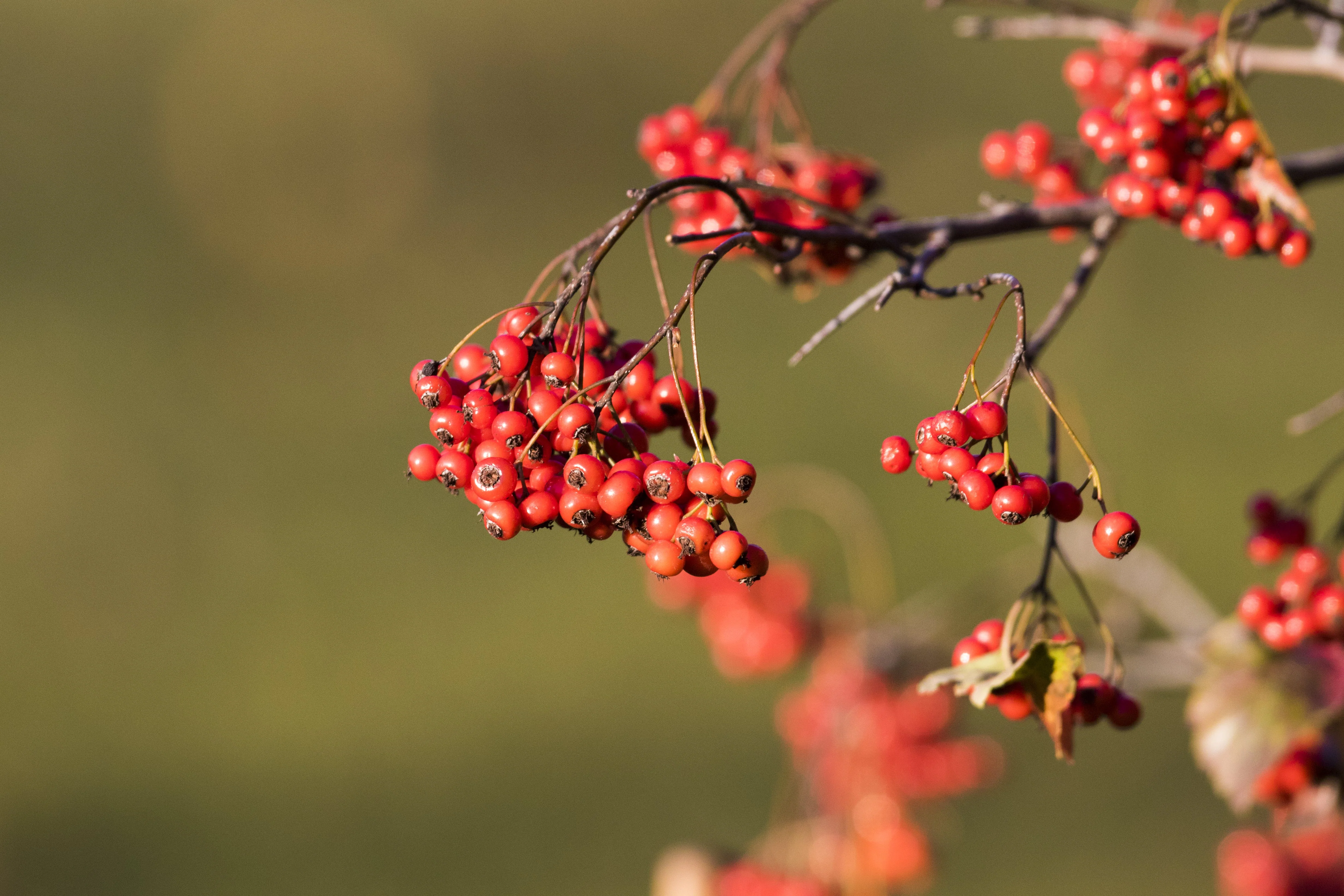 50 WASHINGTON HAWTHORN Crataegus Phaenopyrum Mayflower Shrub Tree Edible Fruit & White Flowers Seeds - Image 10