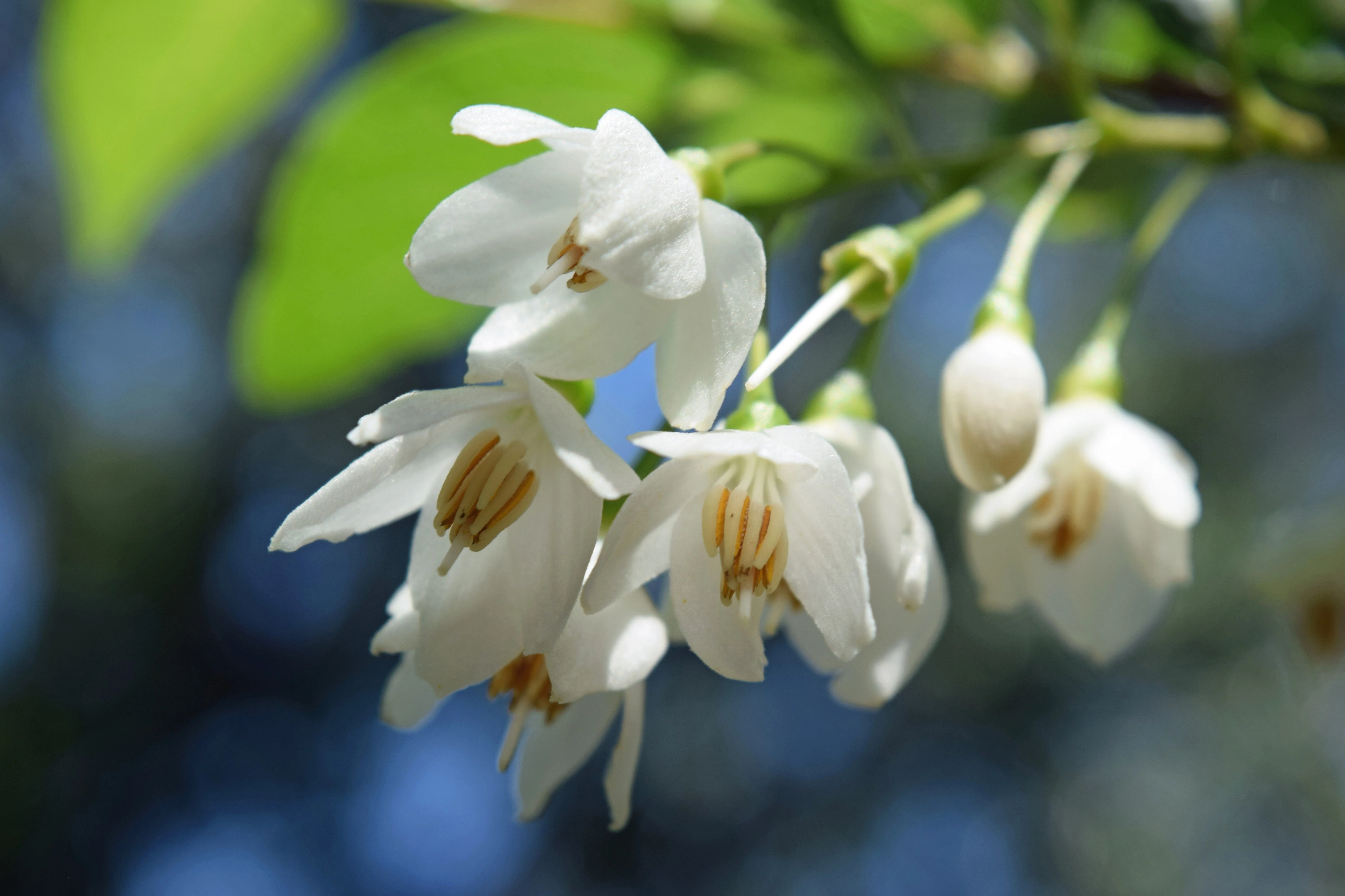 50 WASHINGTON HAWTHORN Crataegus Phaenopyrum Mayflower Shrub Tree Edible Fruit & White Flowers Seeds - Image 2