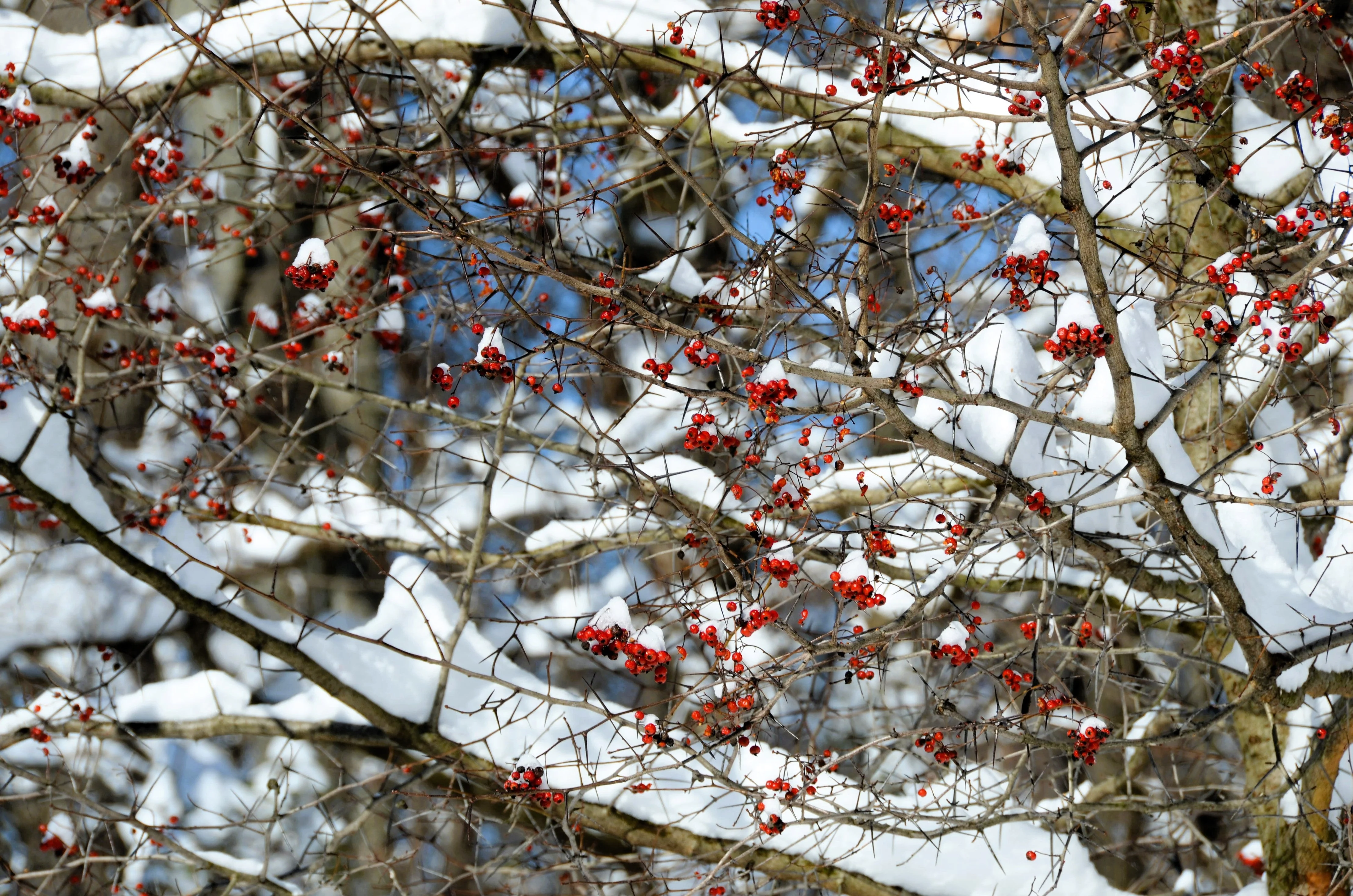 50 WASHINGTON HAWTHORN Crataegus Phaenopyrum Mayflower Shrub Tree Edible Fruit & White Flowers Seeds - Image 3