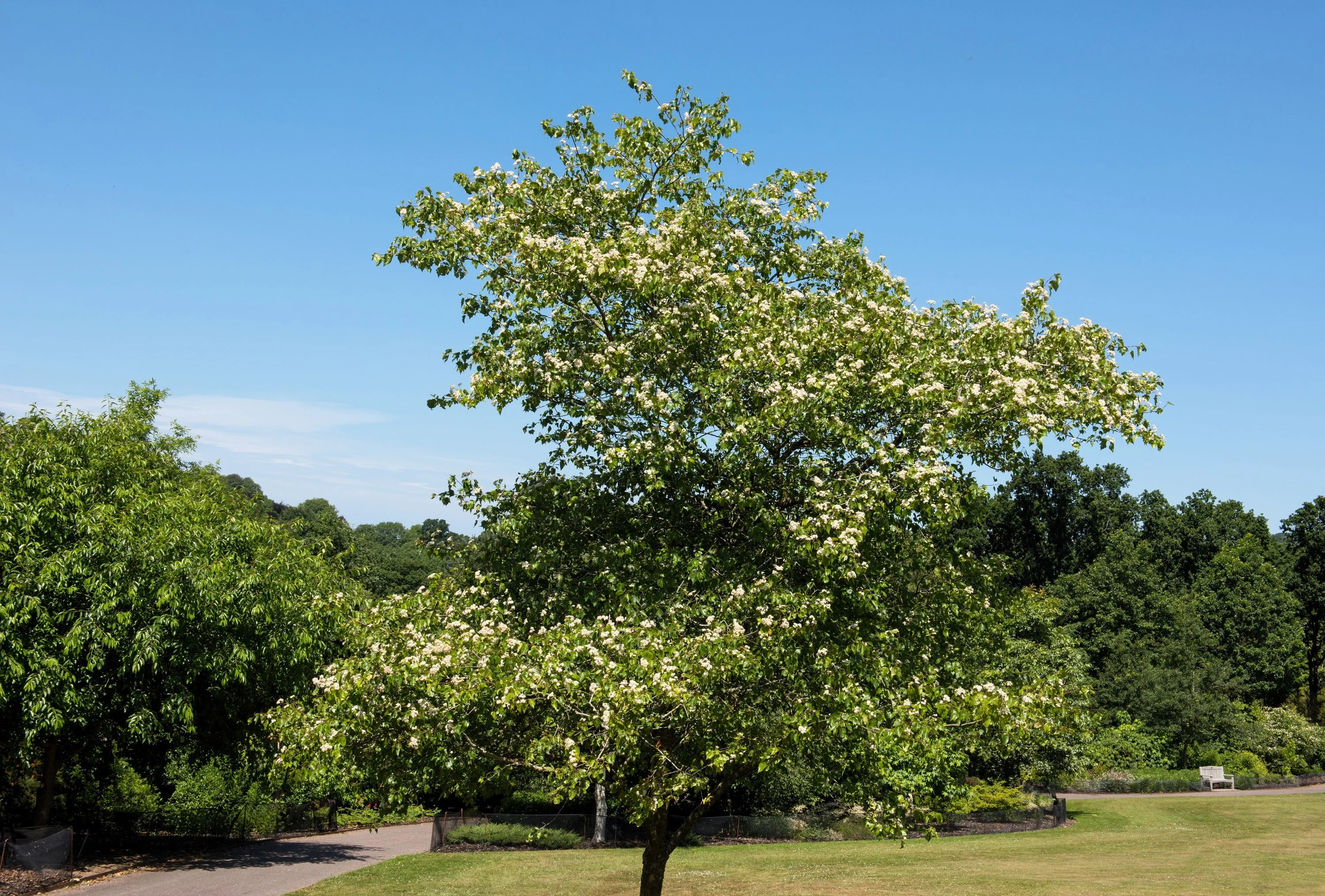 50 WASHINGTON HAWTHORN Crataegus Phaenopyrum Mayflower Shrub Tree Edible Fruit & White Flowers Seeds - Image 4