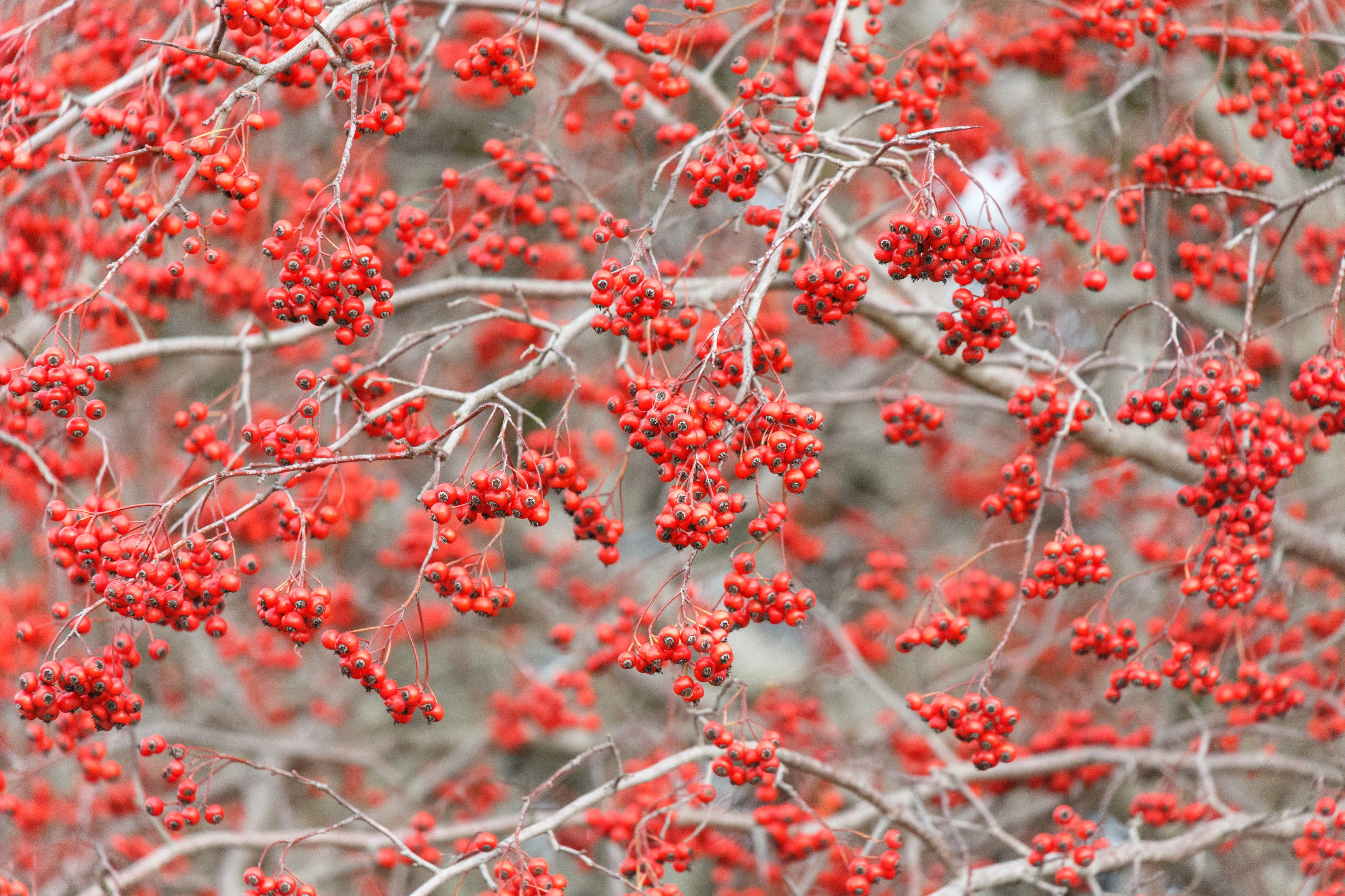 50 WASHINGTON HAWTHORN Crataegus Phaenopyrum Mayflower Shrub Tree Edible Fruit & White Flowers Seeds - Image 5