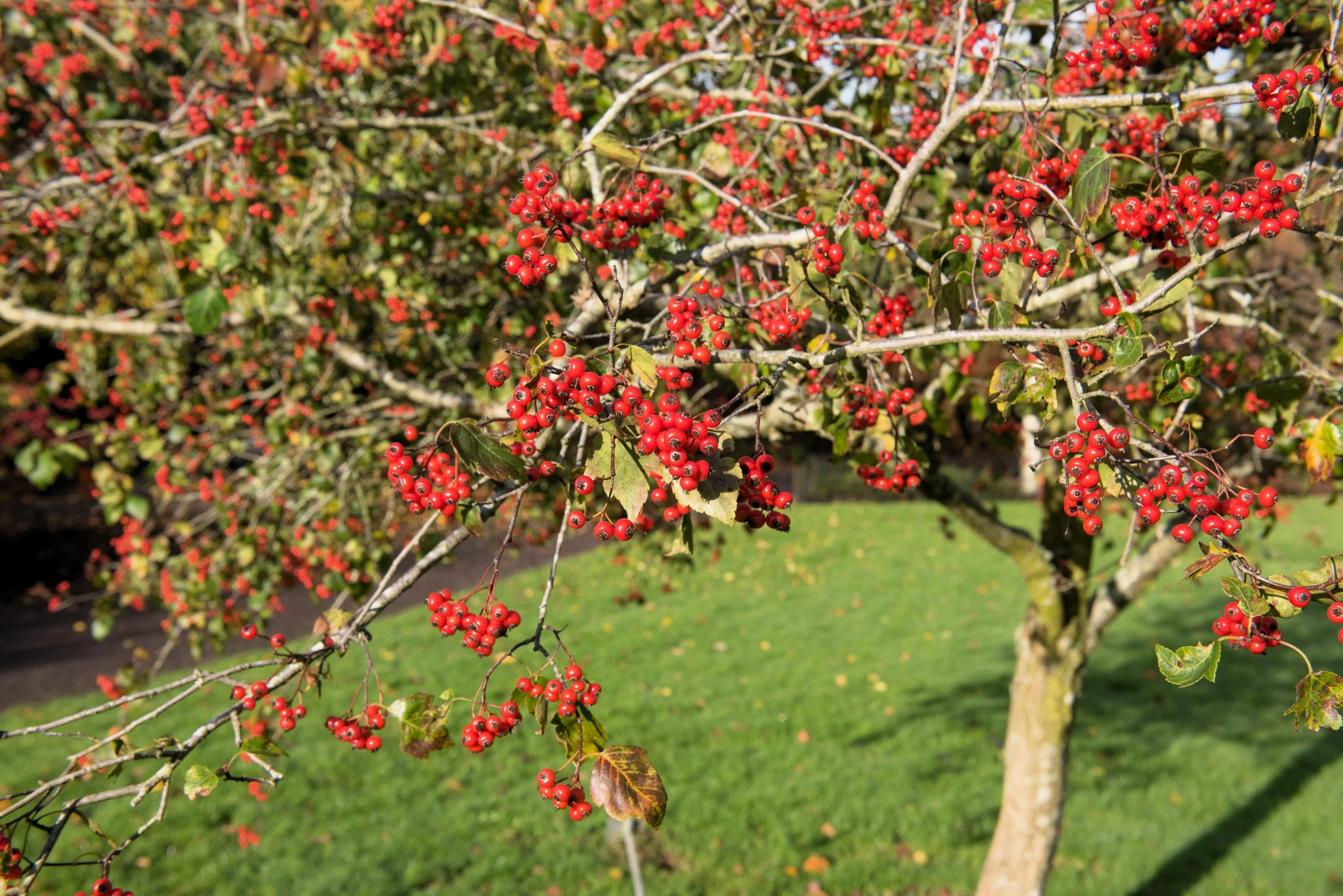 50 WASHINGTON HAWTHORN Crataegus Phaenopyrum Mayflower Shrub Tree Edible Fruit & White Flowers Seeds - Image 6