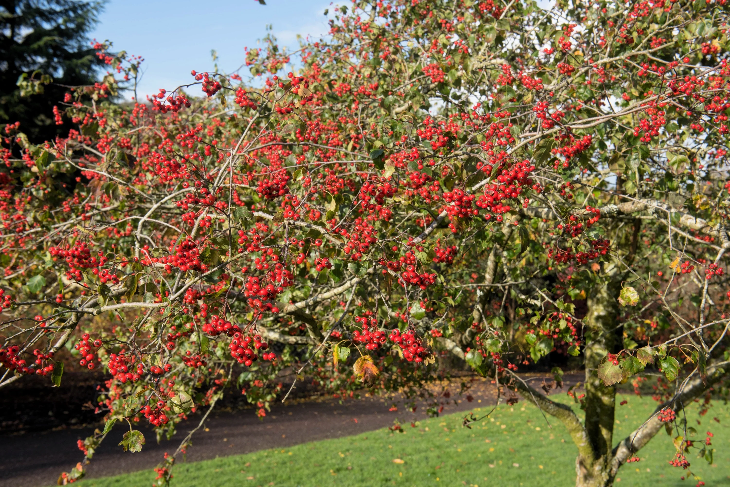 50 WASHINGTON HAWTHORN Crataegus Phaenopyrum Mayflower Shrub Tree Edible Fruit & White Flowers Seeds - Image 7