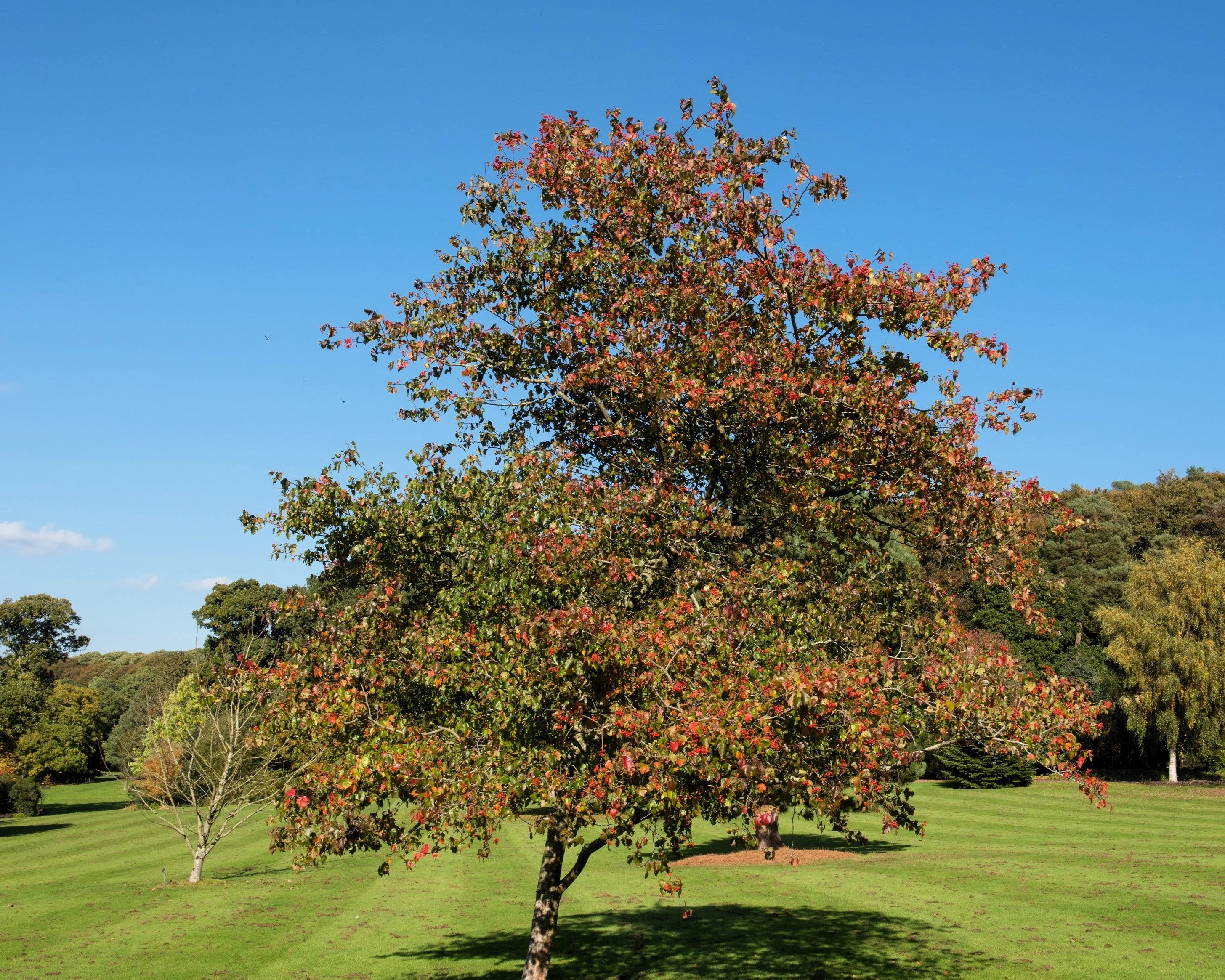 50 WASHINGTON HAWTHORN Crataegus Phaenopyrum Mayflower Shrub Tree Edible Fruit & White Flowers Seeds - Image 8