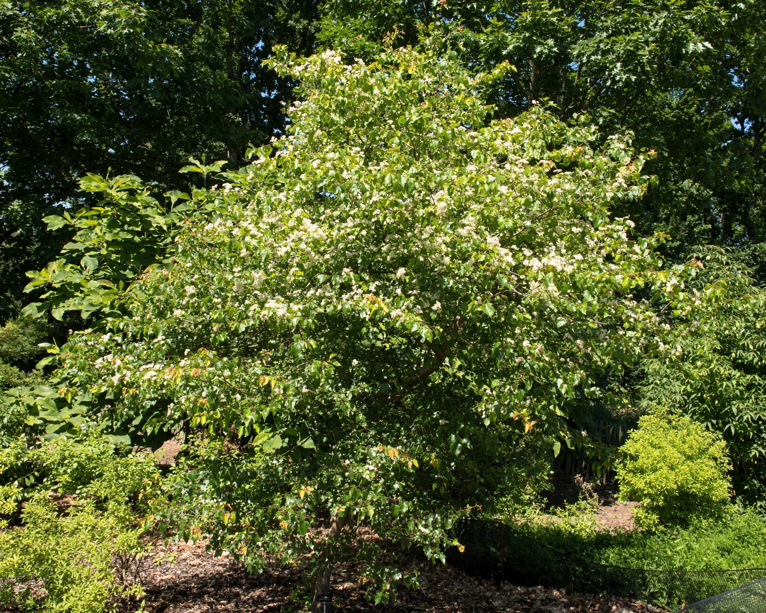 50 WASHINGTON HAWTHORN Crataegus Phaenopyrum Mayflower Shrub Tree Edible Fruit & White Flowers Seeds - Image 9