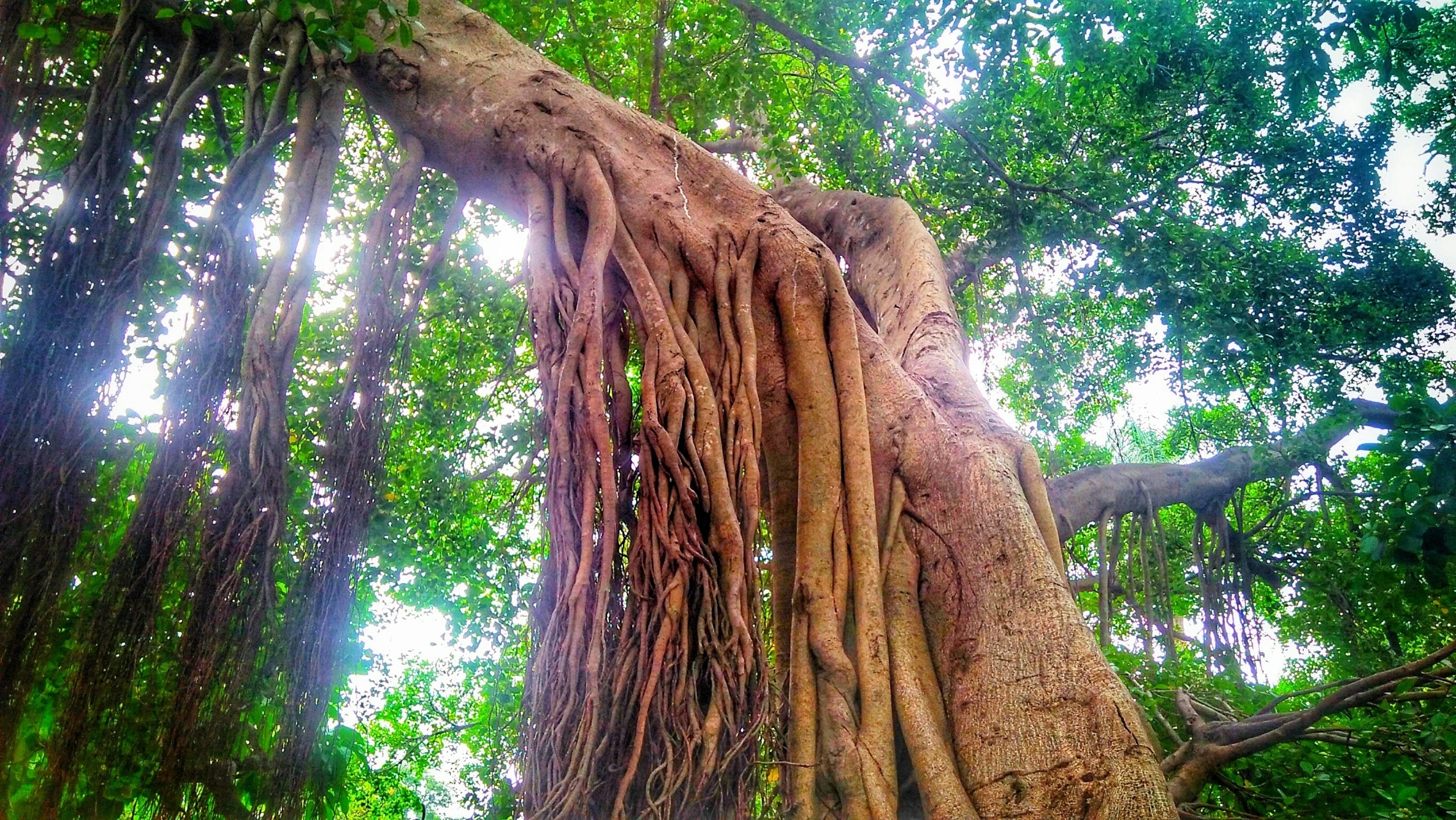 50 WEEPING FIG Ficus Benjamina Benjamin Indian Rubber Tree Houseplant Seeds - Image 11