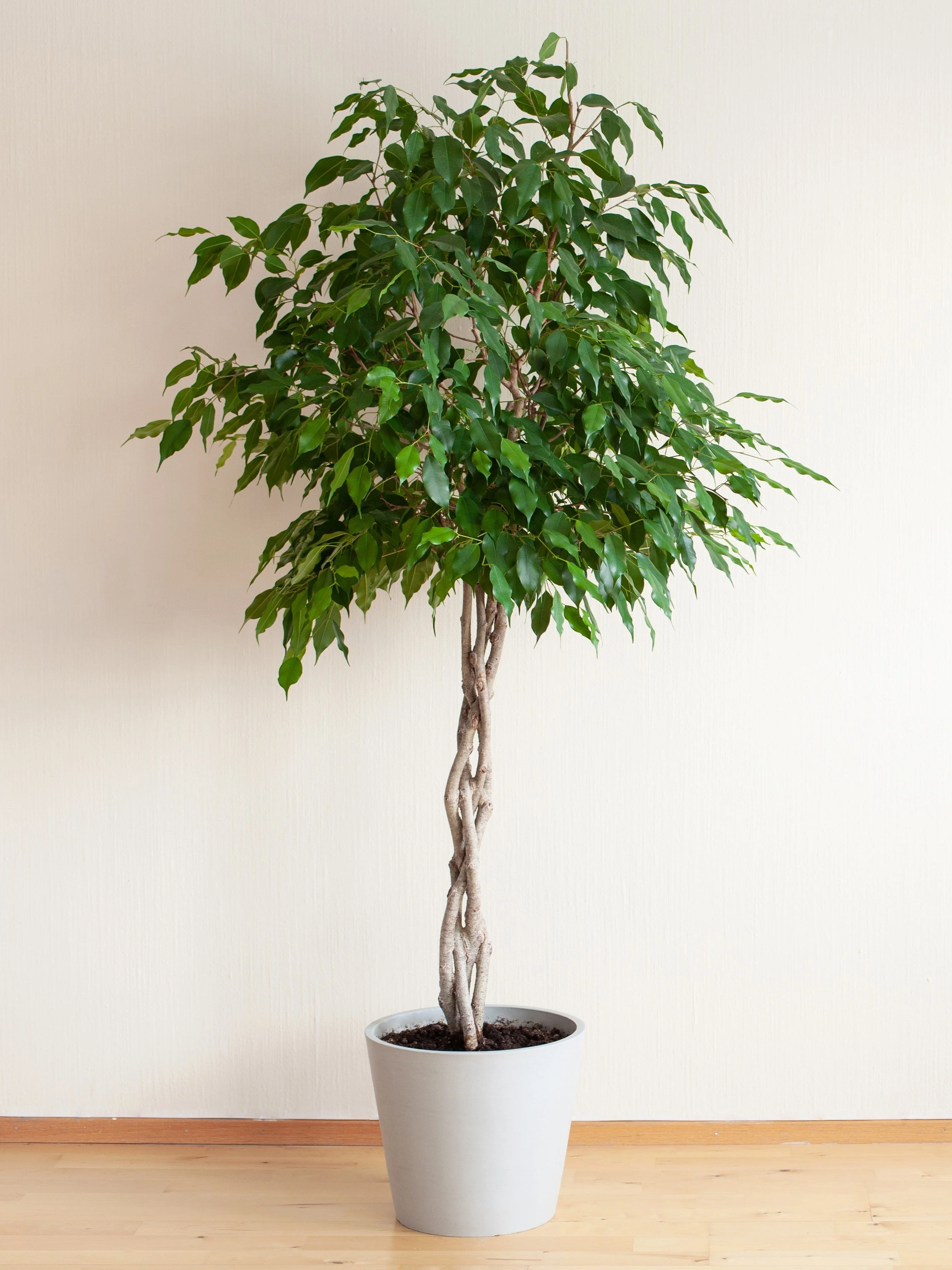 50 WEEPING FIG Ficus Benjamina Benjamin Indian Rubber Tree Houseplant Seeds - Image 2