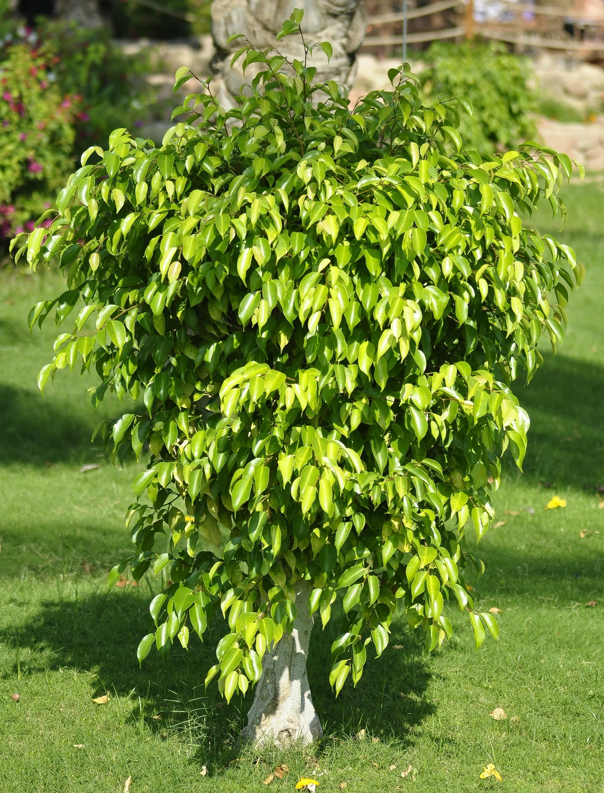 50 WEEPING FIG Ficus Benjamina Benjamin Indian Rubber Tree Houseplant Seeds - Image 3