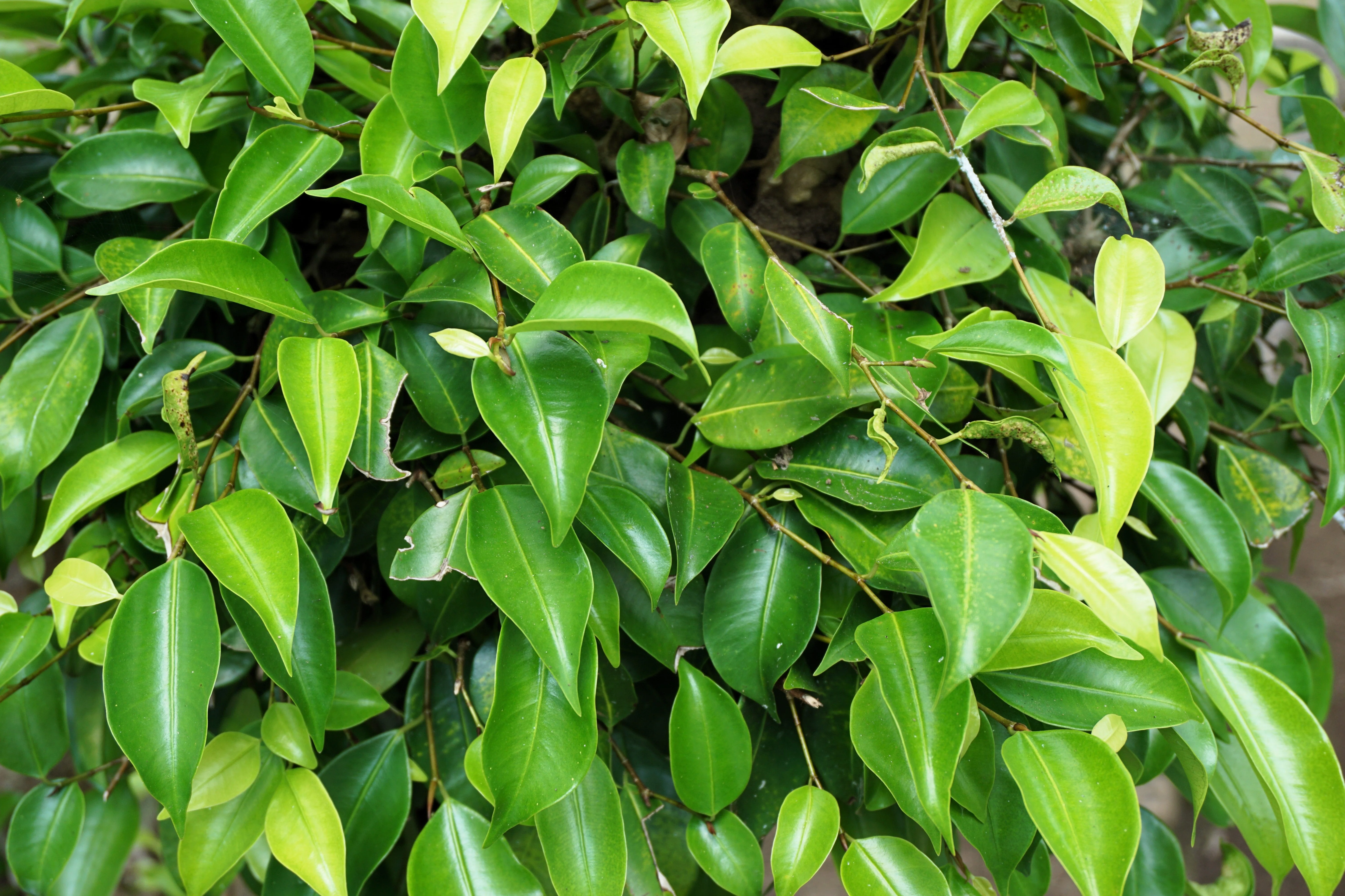 50 WEEPING FIG Ficus Benjamina Benjamin Indian Rubber Tree Houseplant Seeds - Image 4
