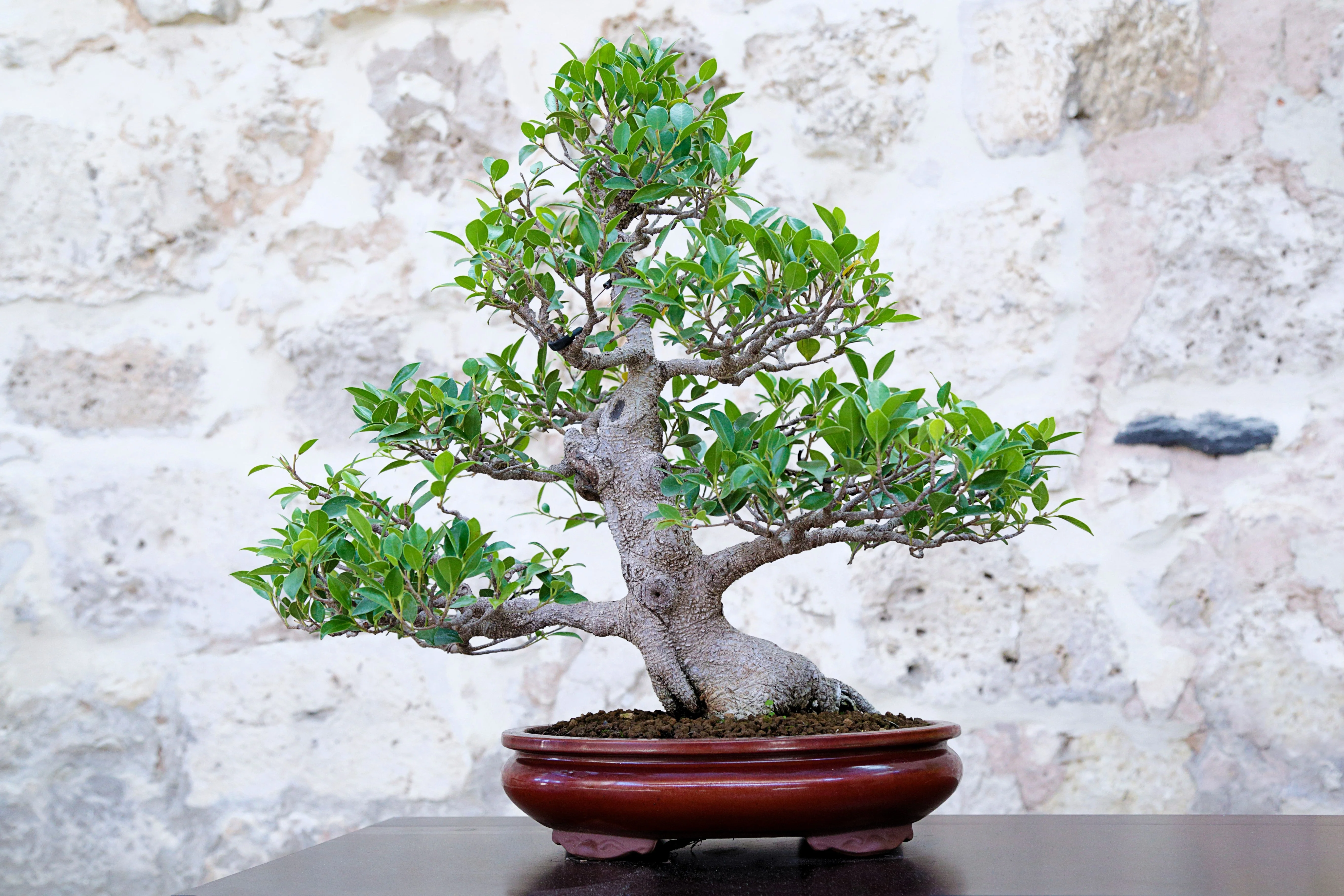 50 WEEPING FIG Ficus Benjamina Benjamin Indian Rubber Tree Houseplant Seeds - Image 5
